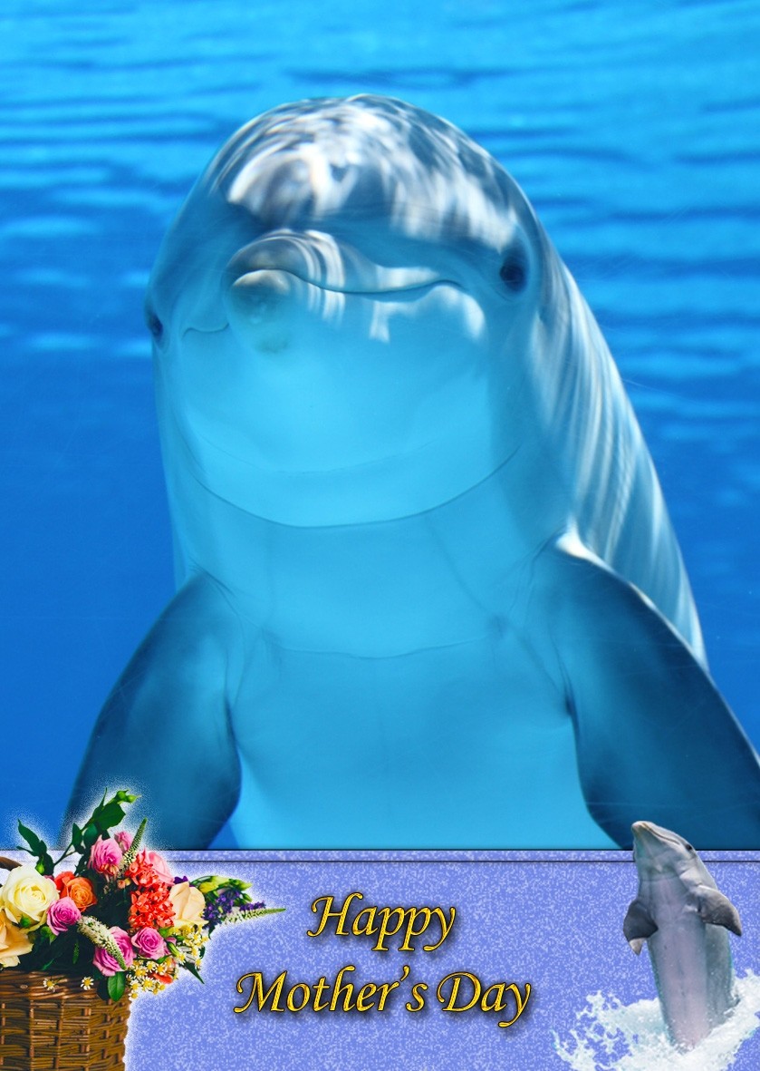 Dolphin Mother's Day Card