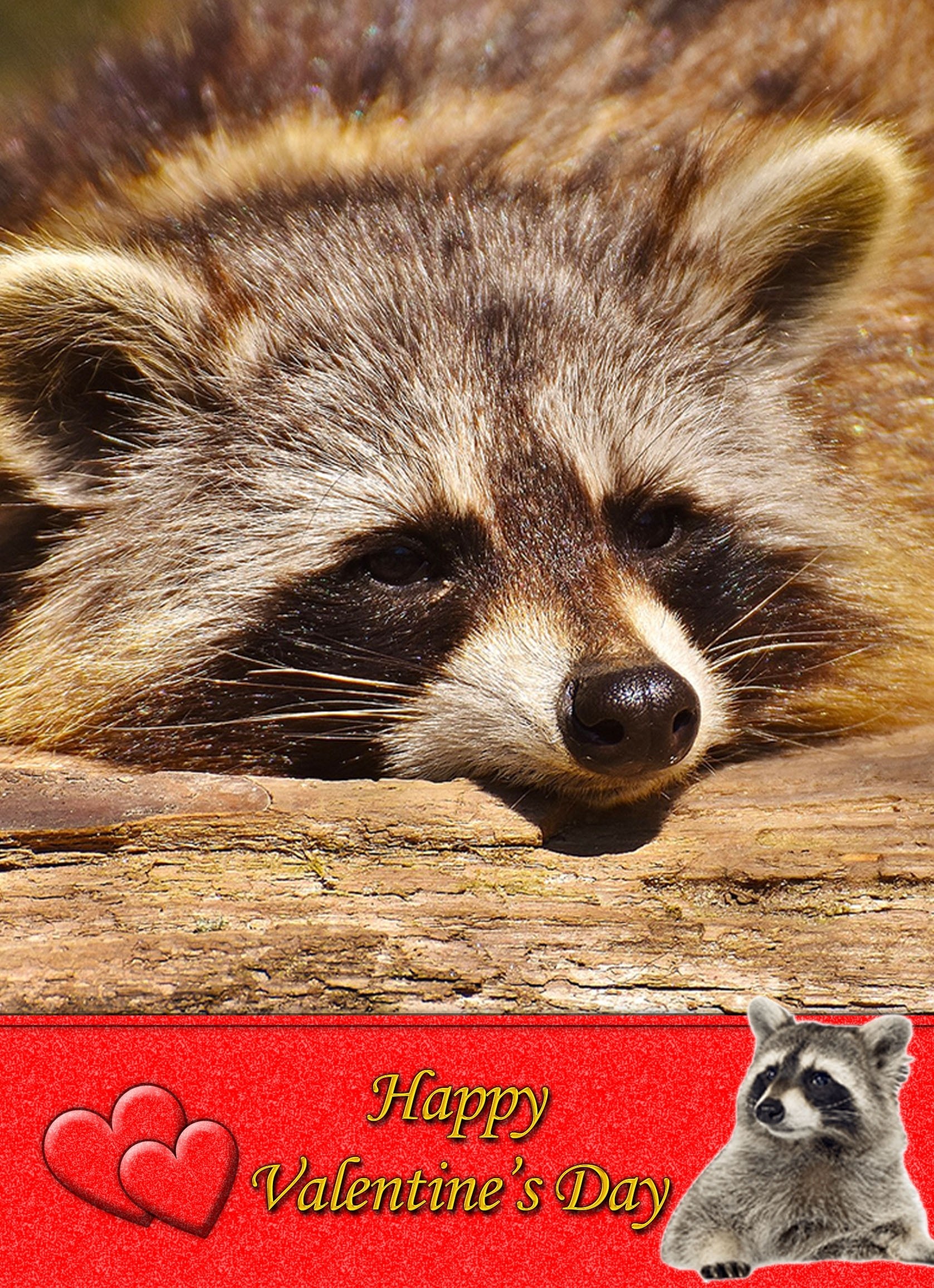 Raccoon Valentine's Day Card