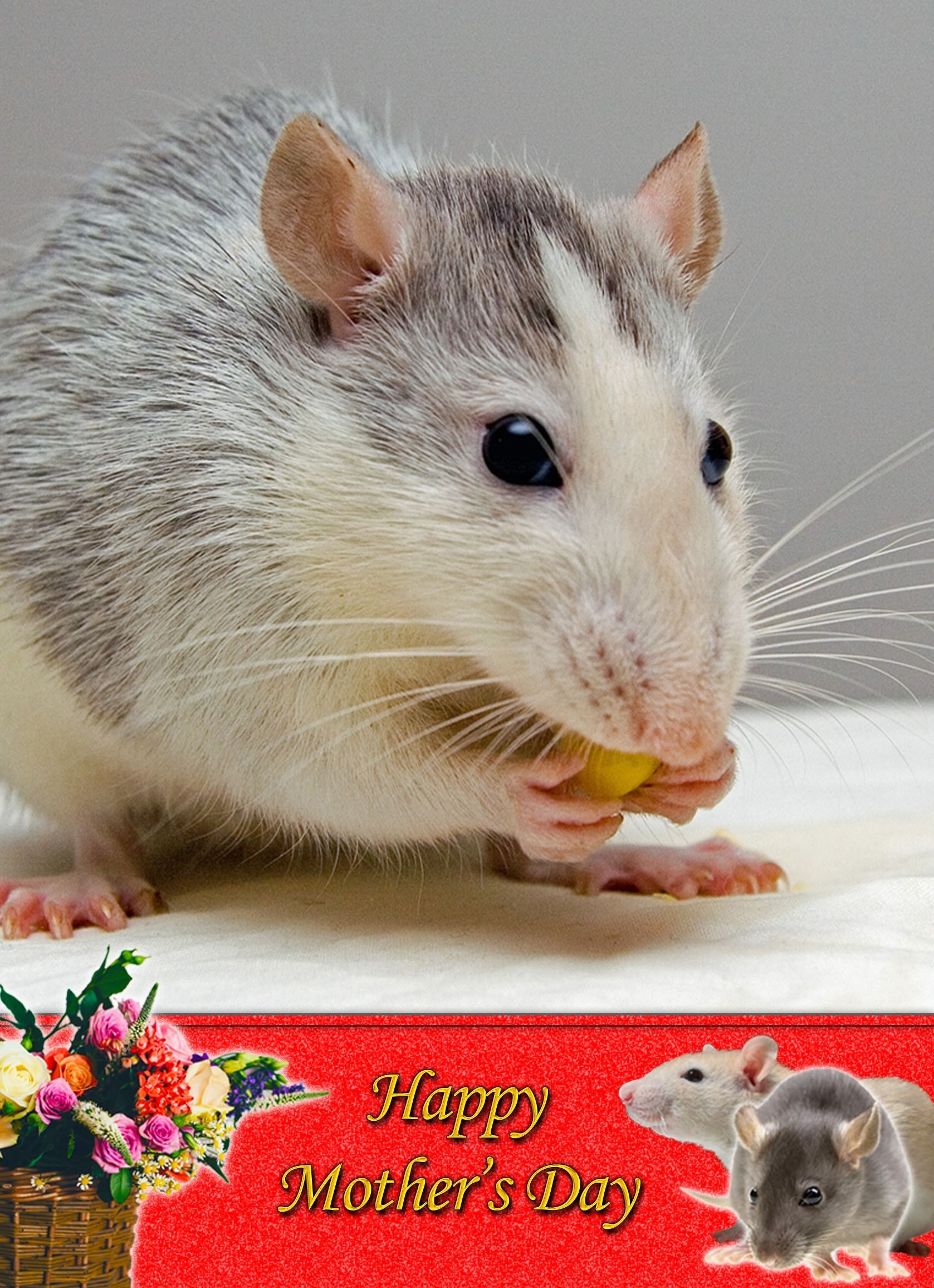 Rat Mother's Day Card