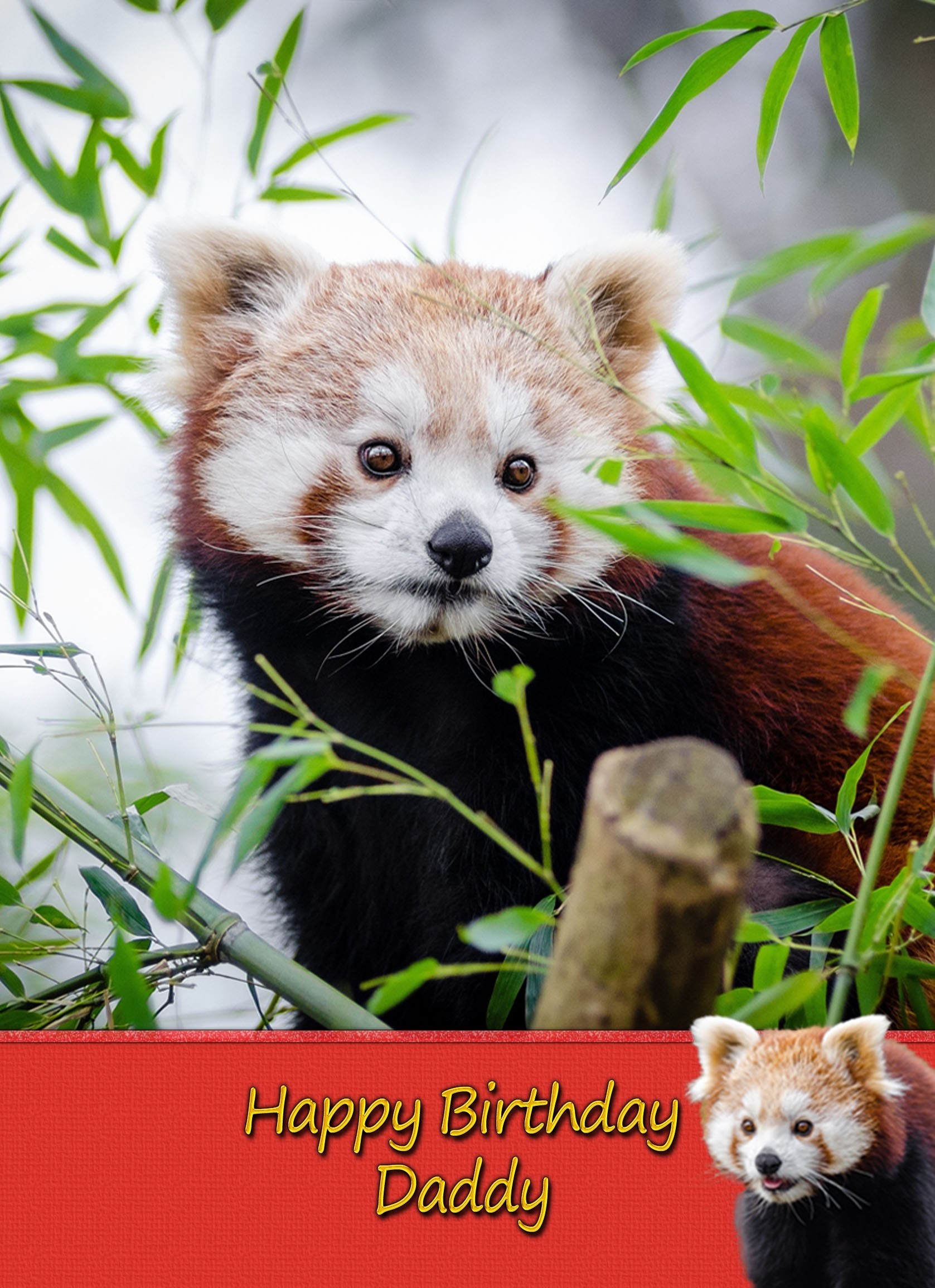 Personalised Red Panda Card