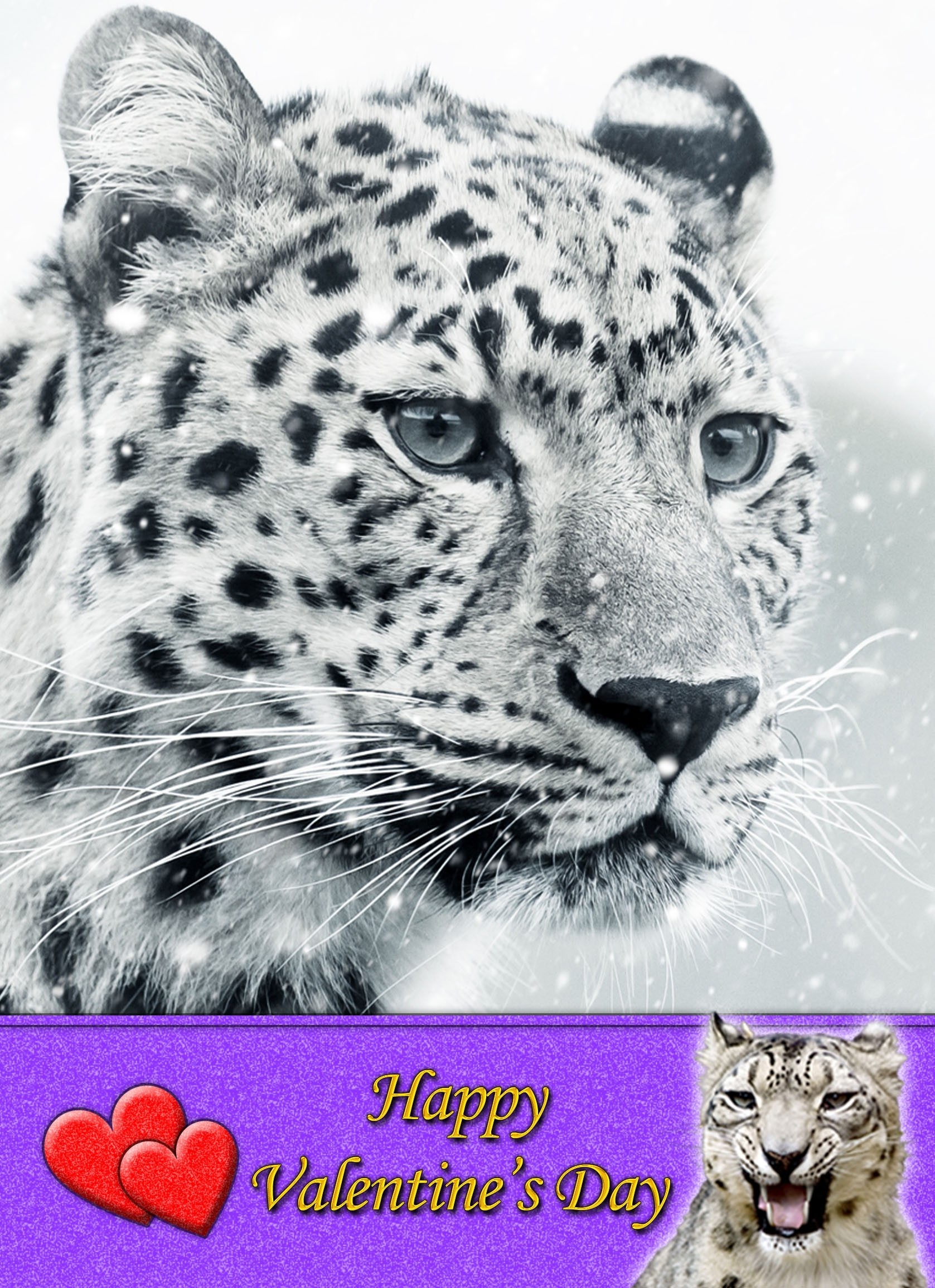 Snow Leopard Valentine's Day Card