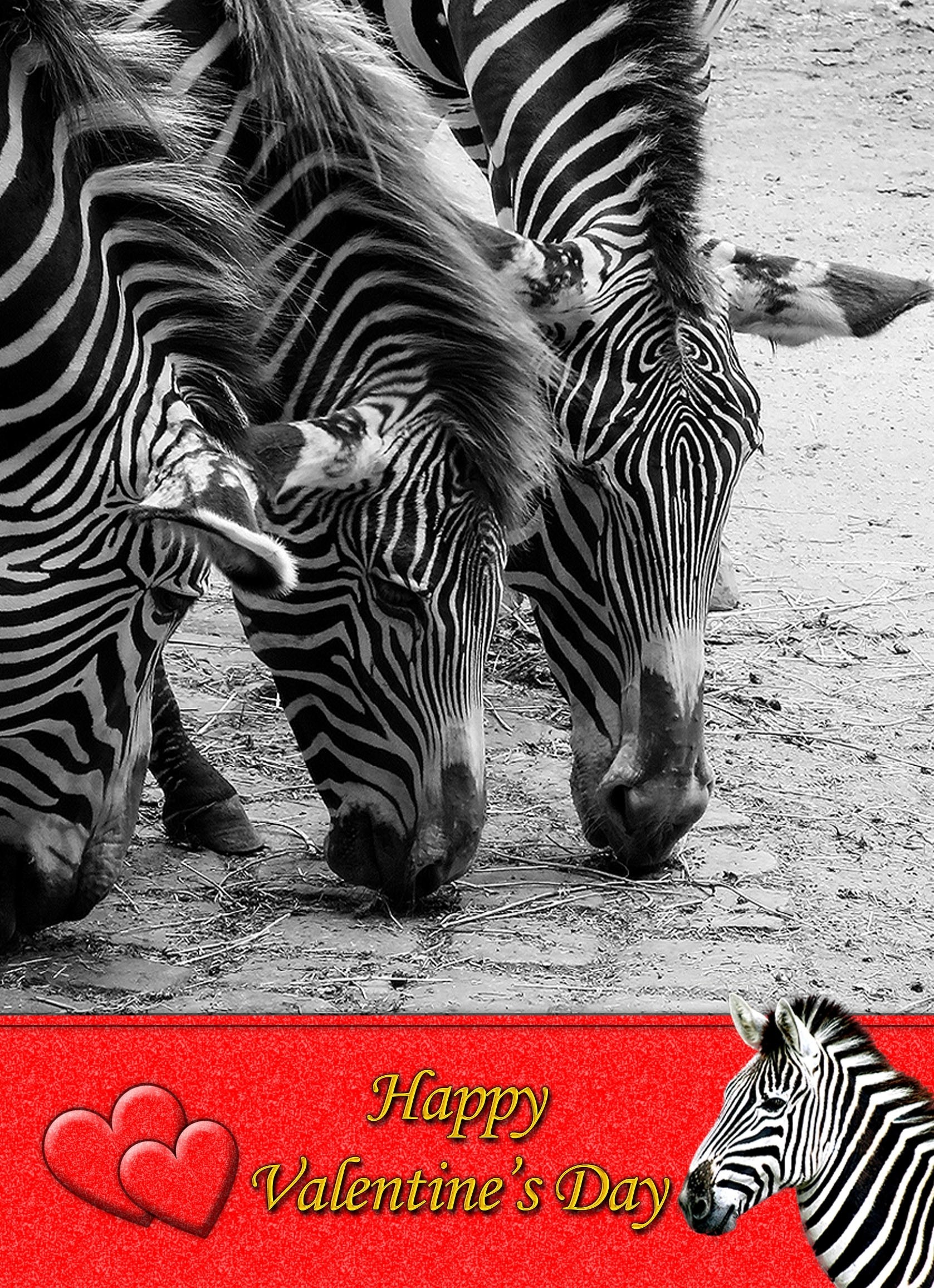 Zebra Valentine's Day Card