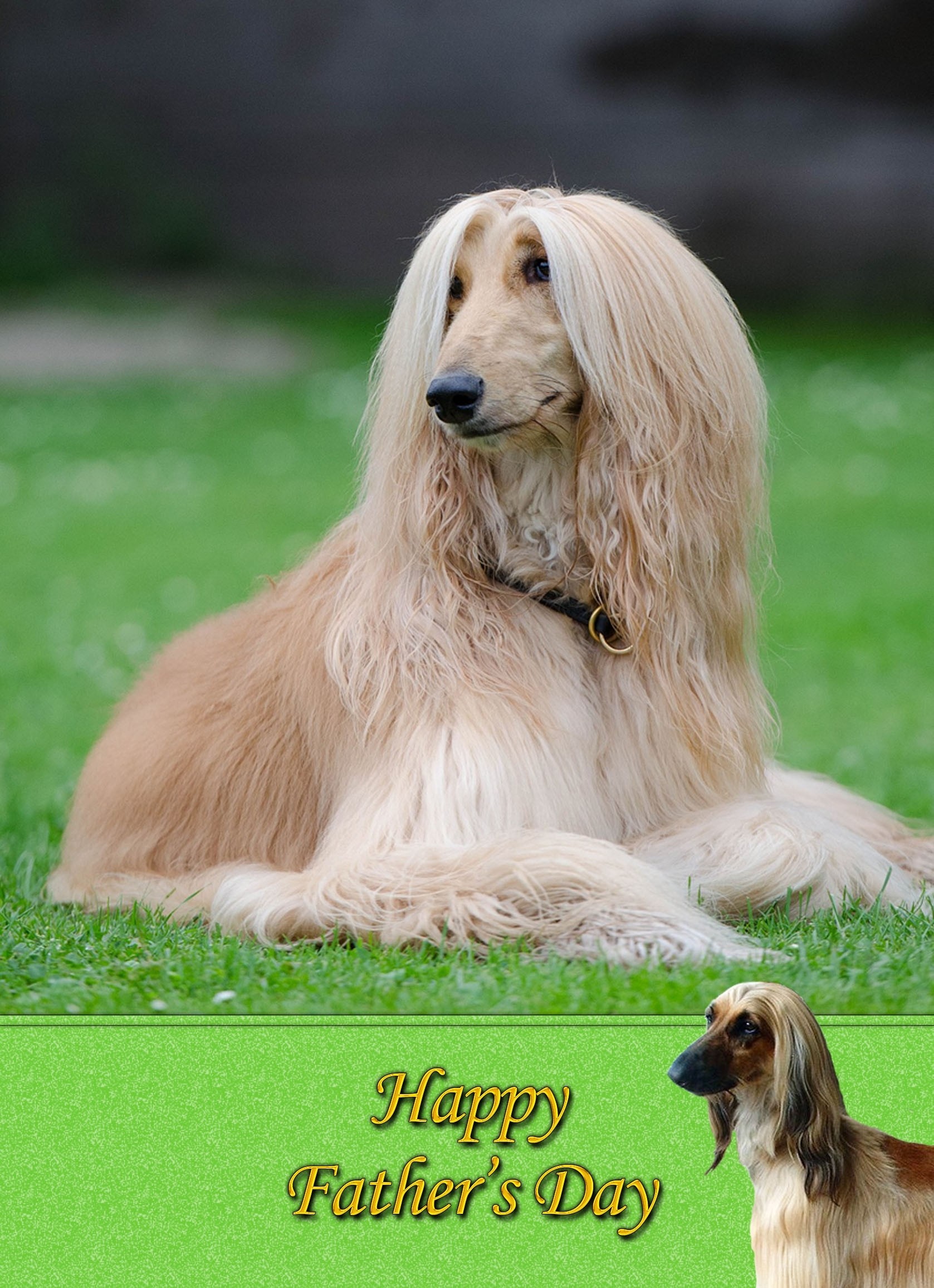 Afghan Hound Fathers Day Card