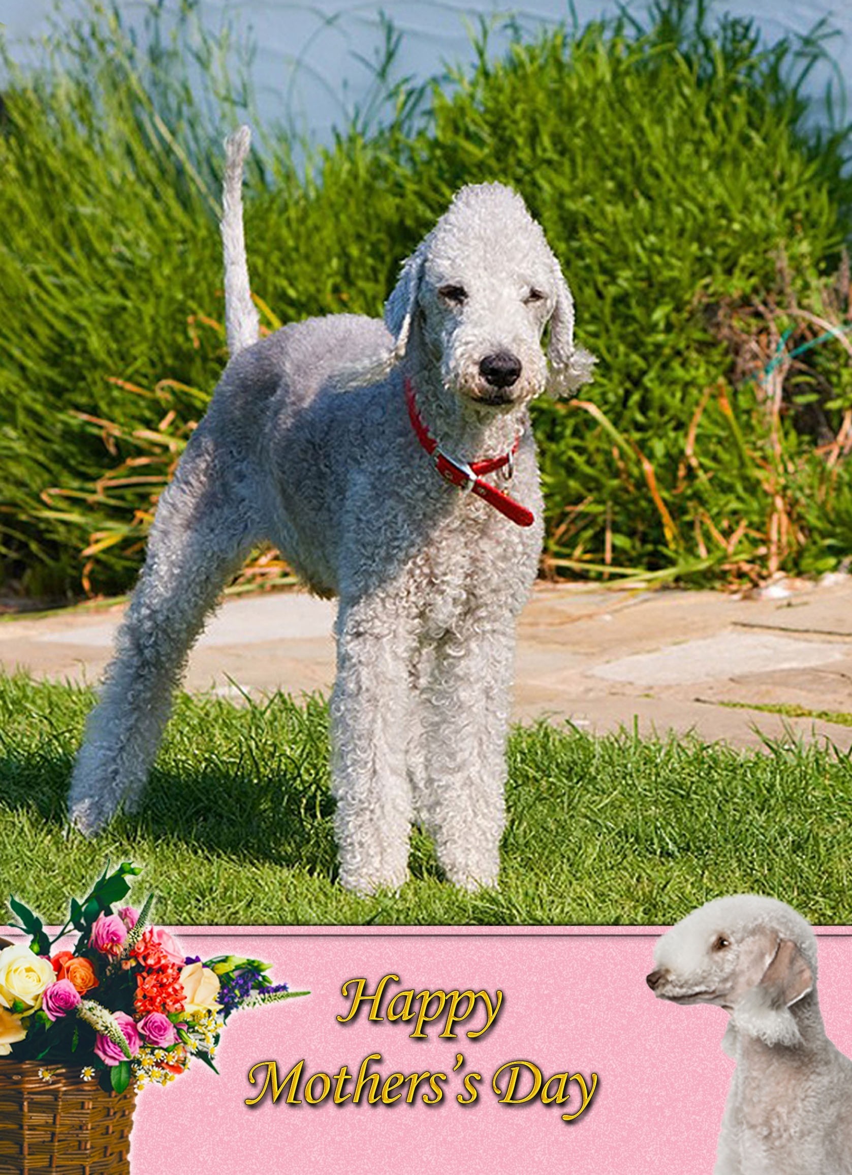 Bedlington Terrier Mother's Day Card