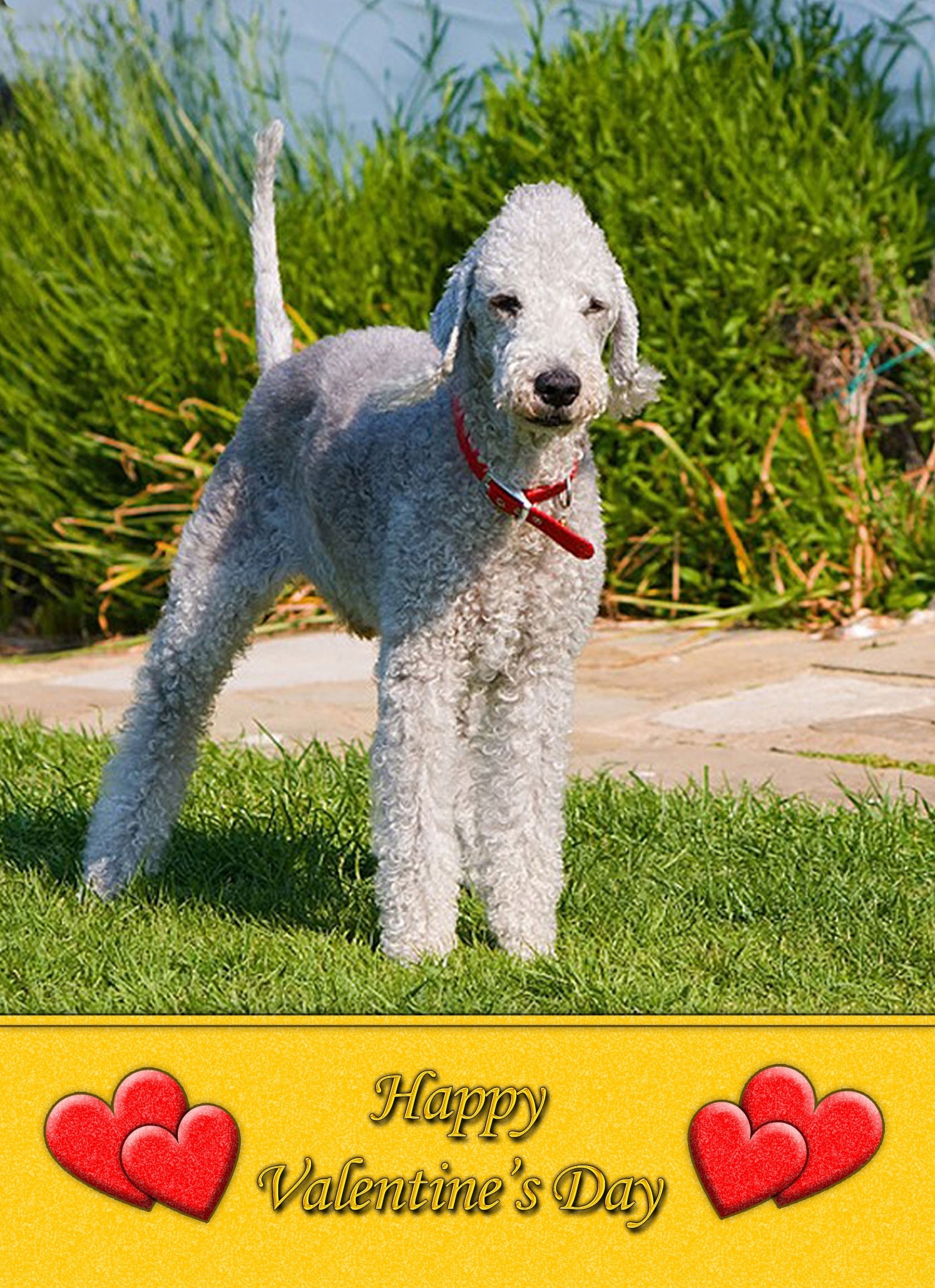 Bedlington Terrier Valentine's Day Card