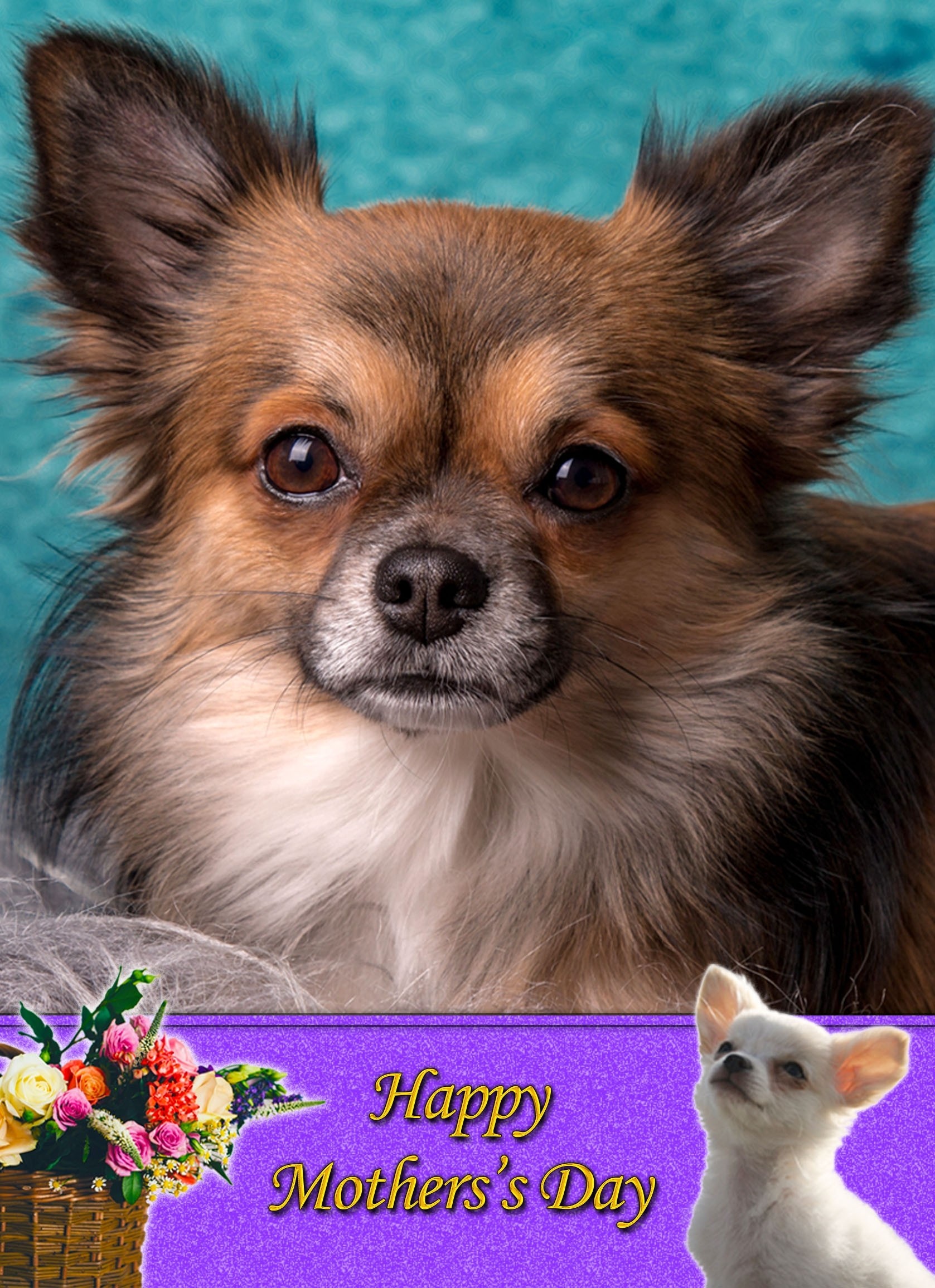Chihuahua Mother's Day Card