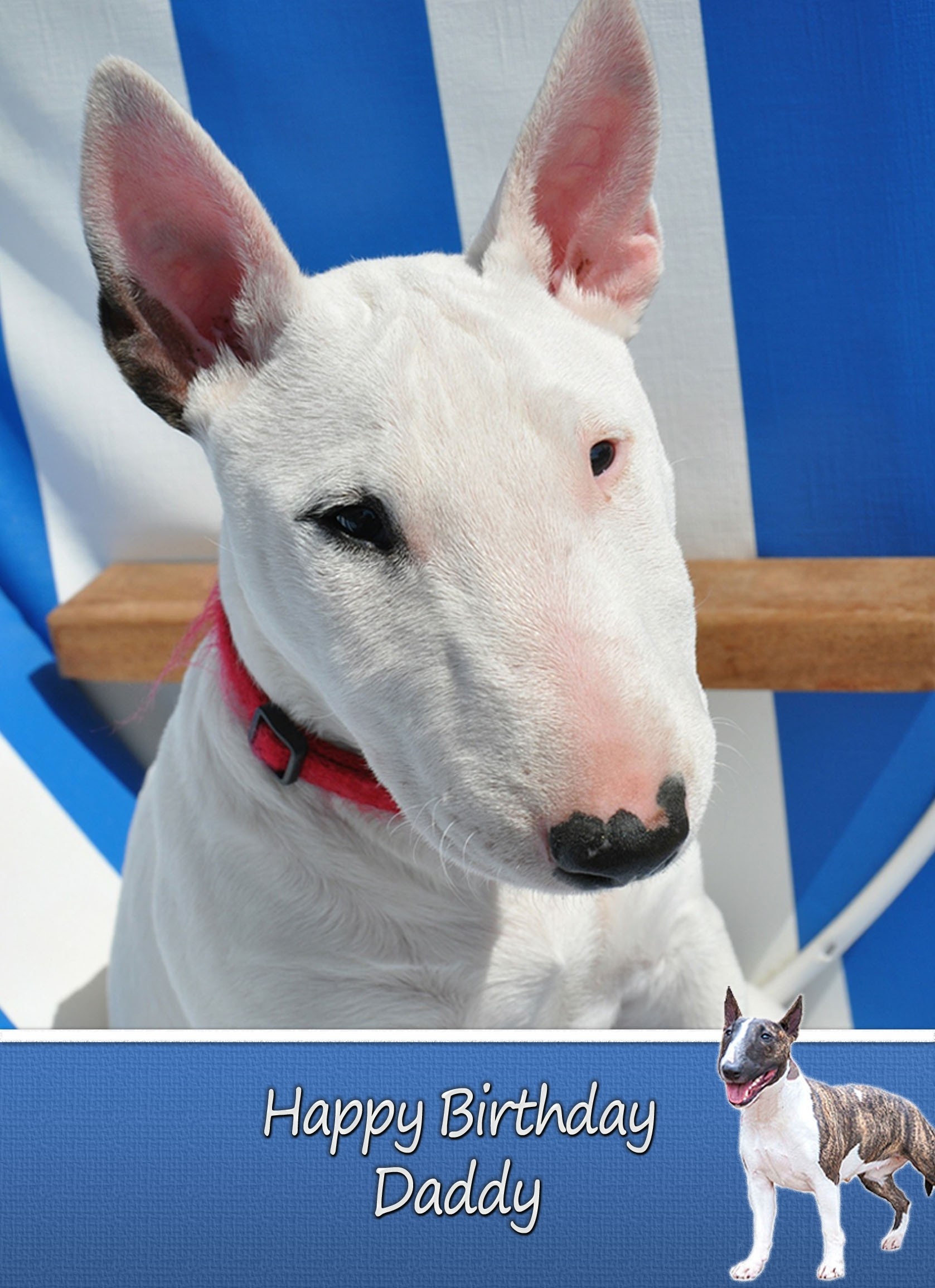 Personalised English Bull Terrier Card