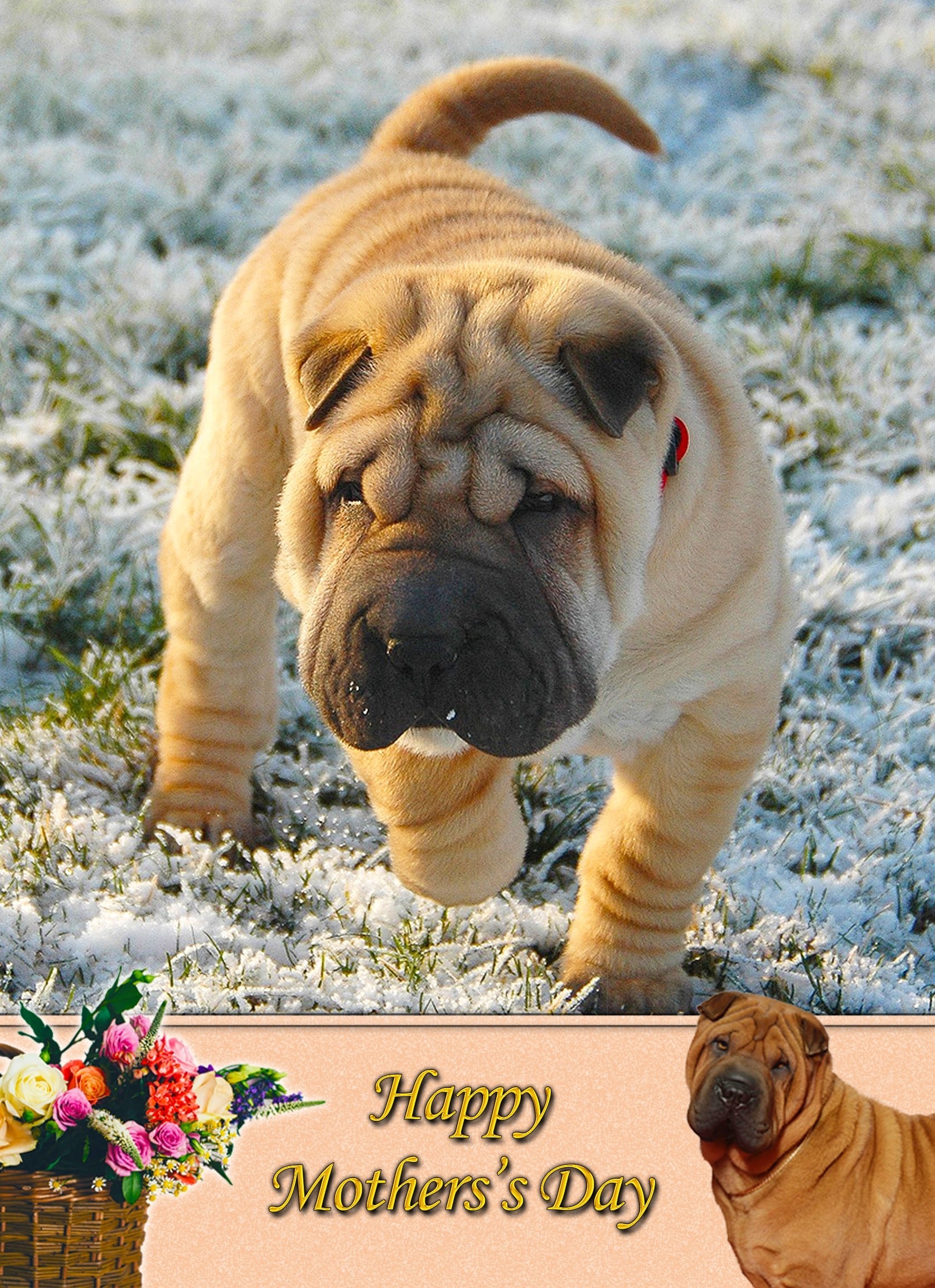 Shar Pei Mother's Day Card