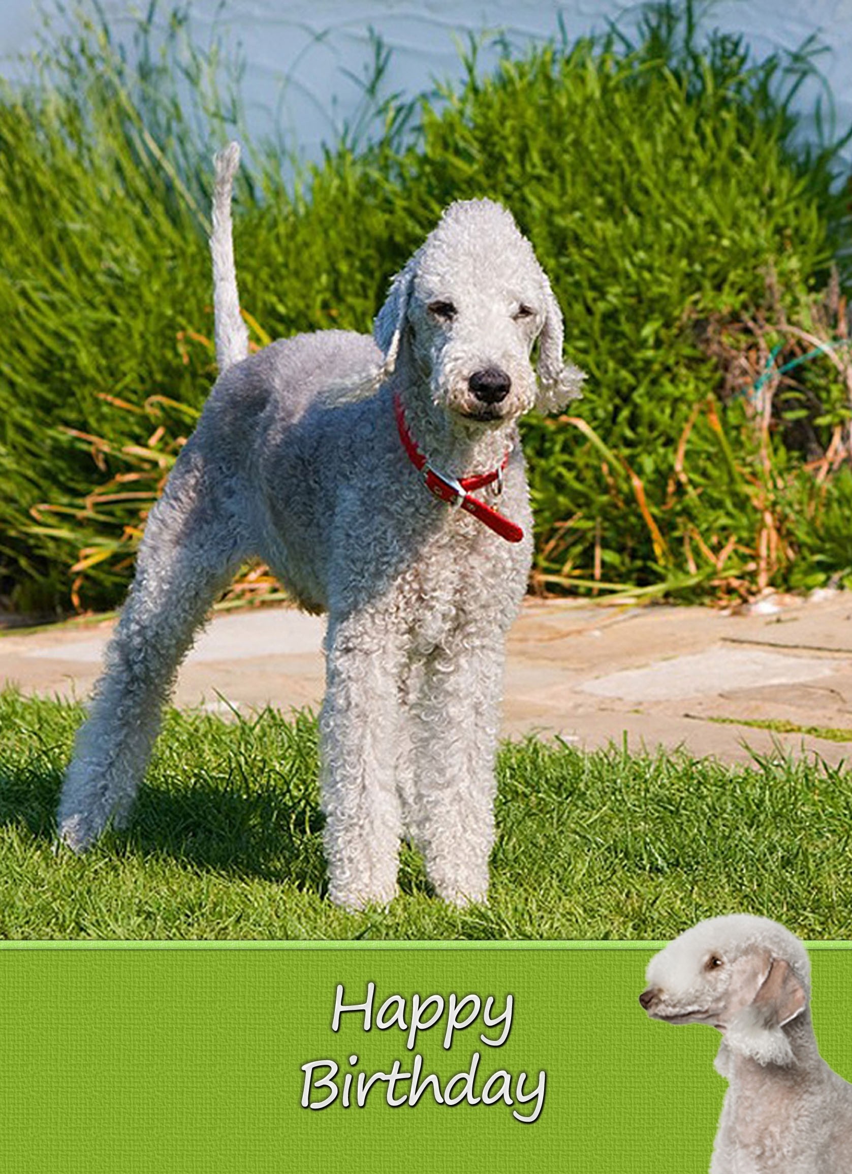 Bedlington Terrier Dog Birthday Card