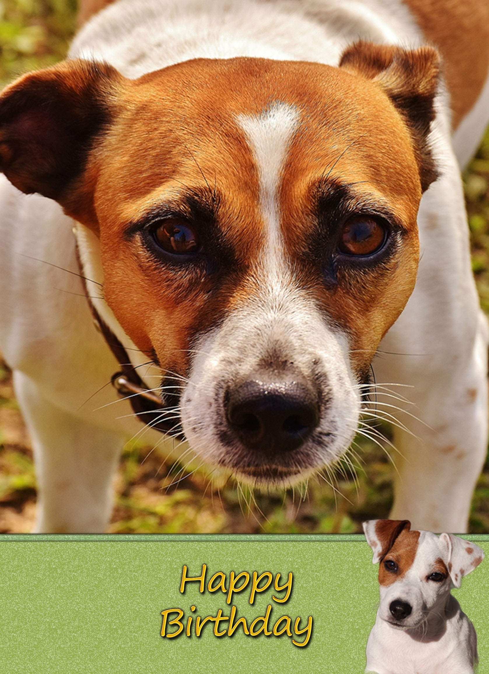 Jack Russell Dog Birthday Card