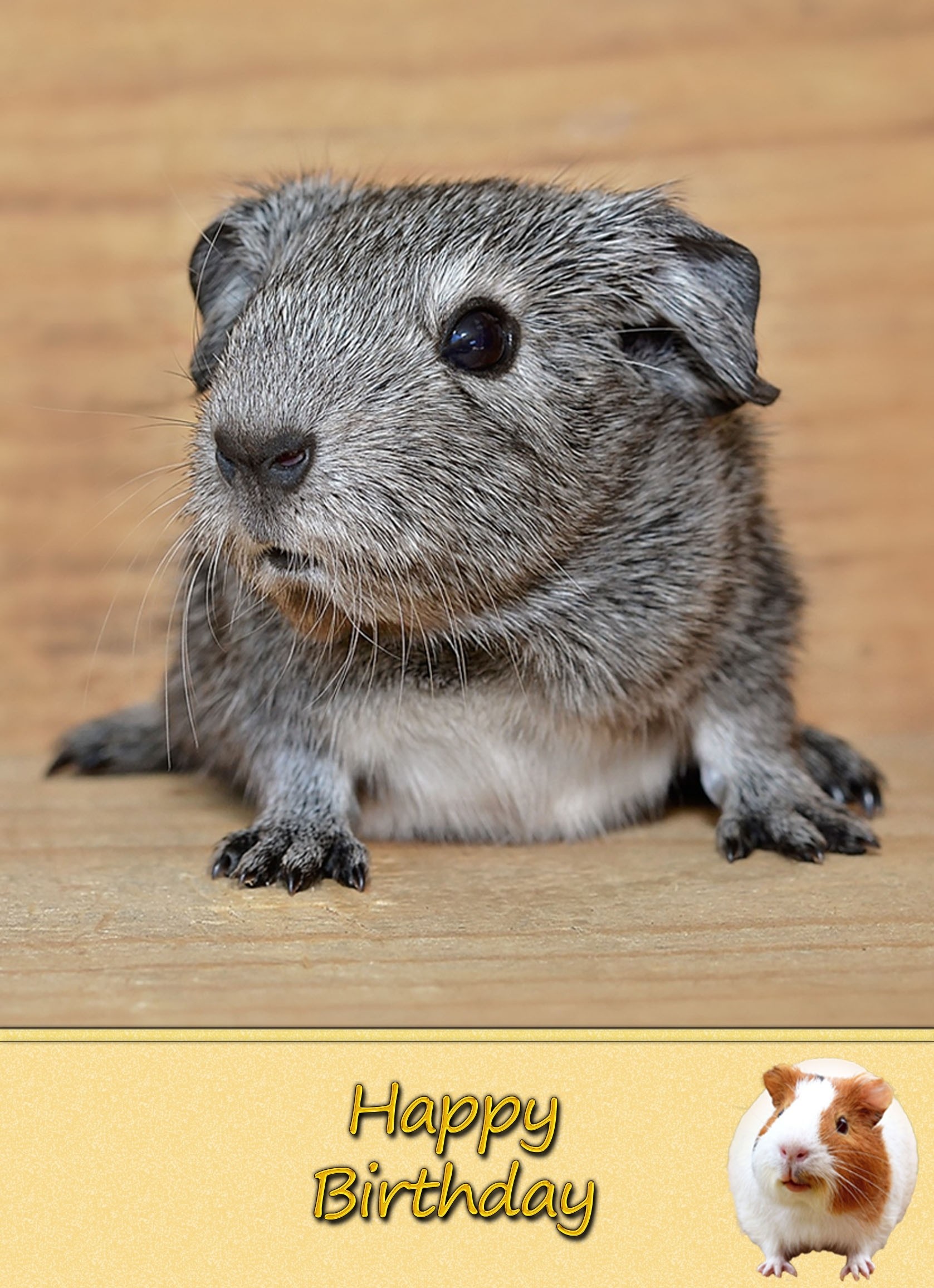 Personalised Guinea Pig Card