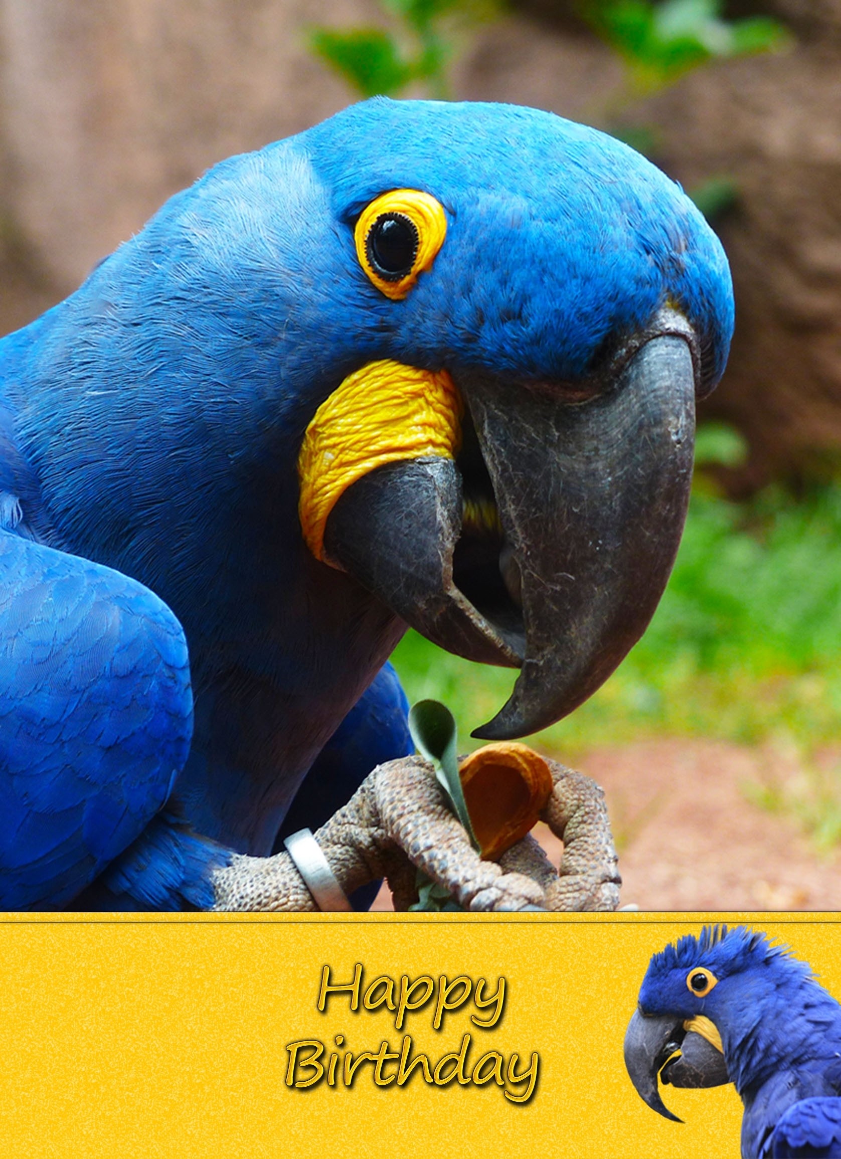 Parrot Birthday Card