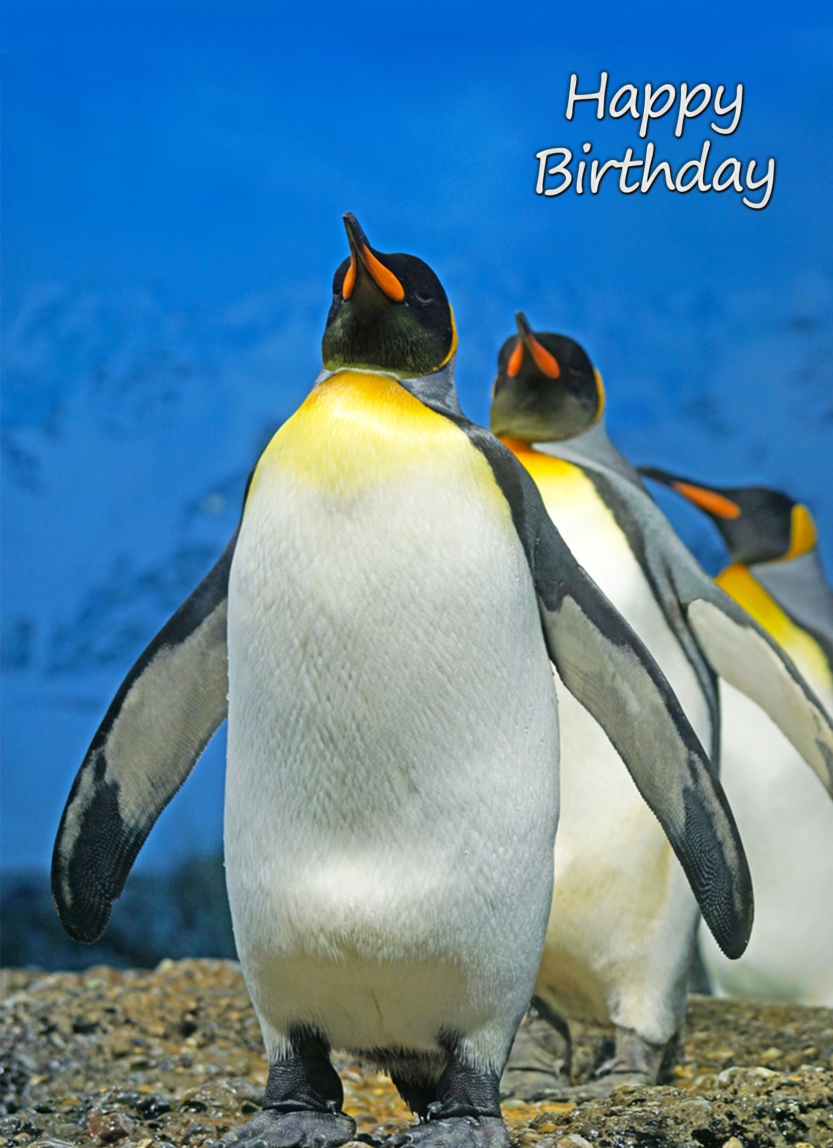 Penguin Birthday Card
