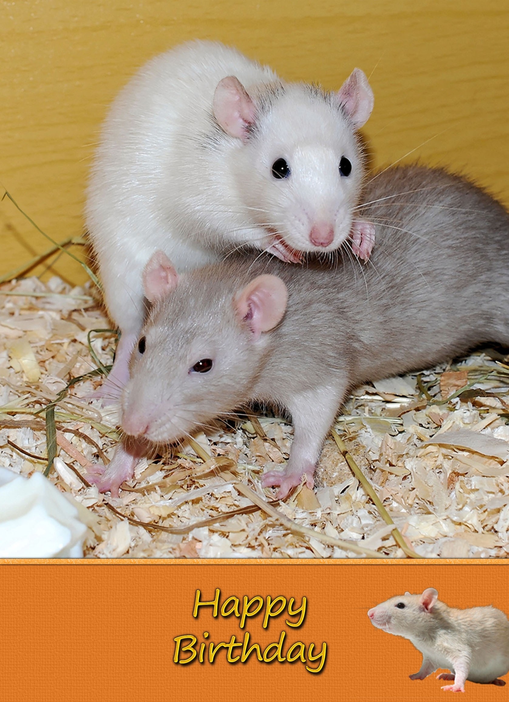 Rat Birthday Card