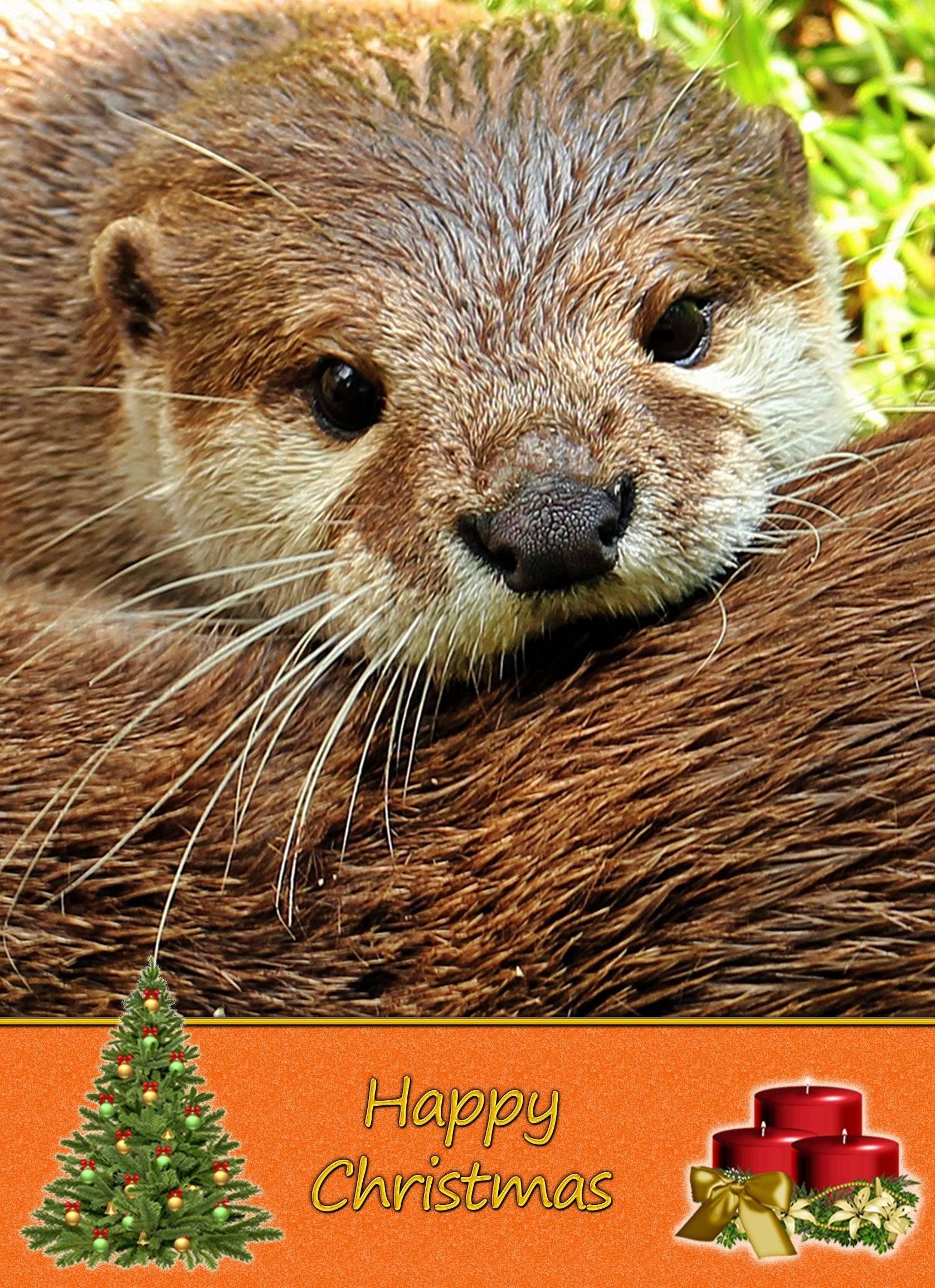 Otter christmas card