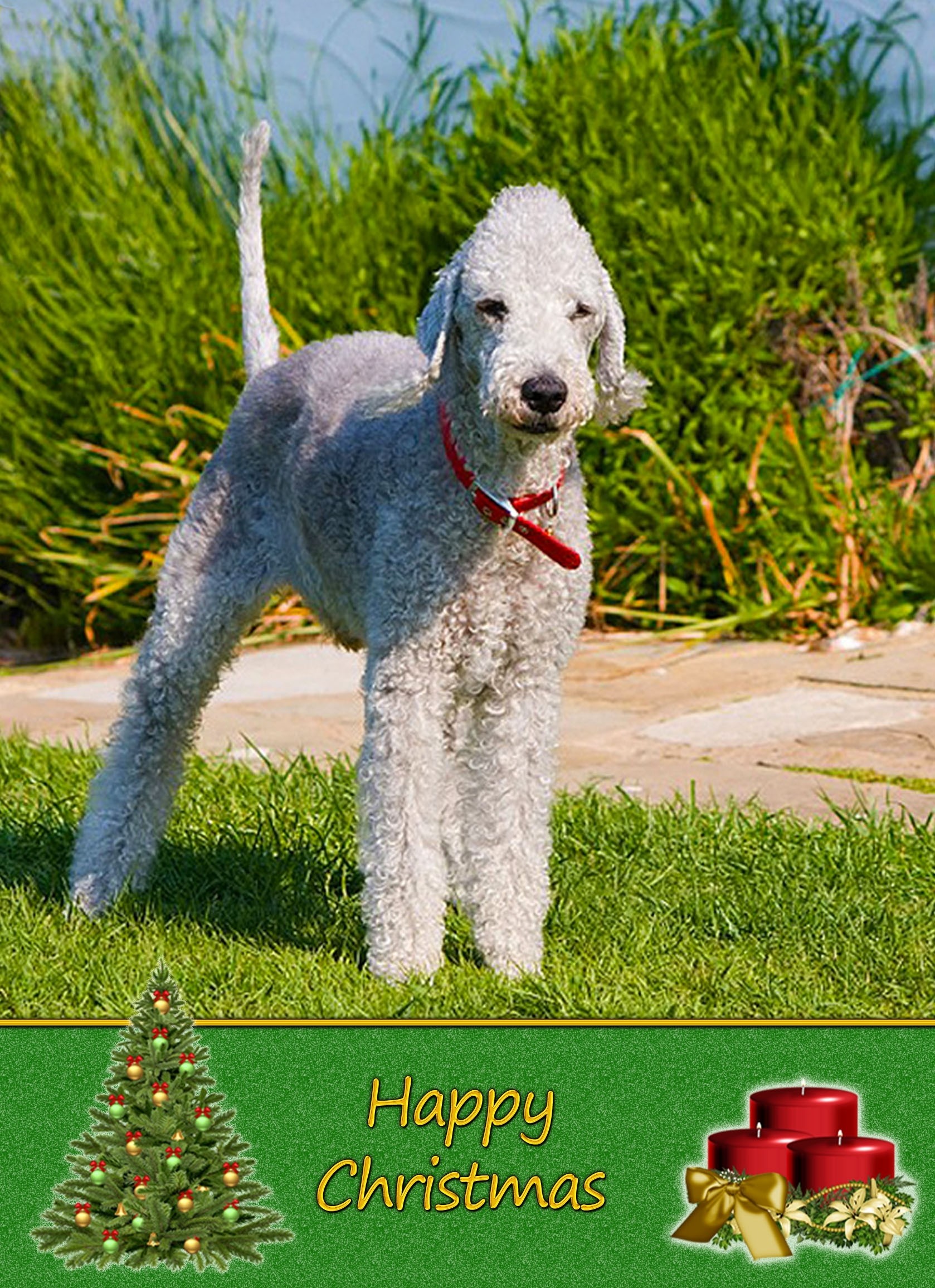 Bedlington Terrier Christmas Card