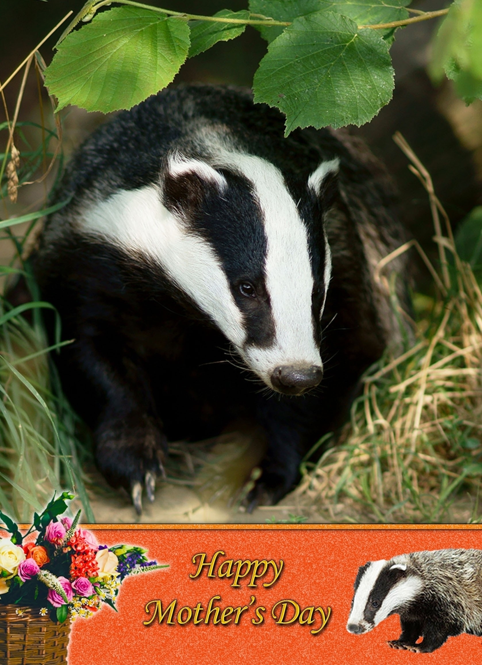 Badger Mother's Day Card