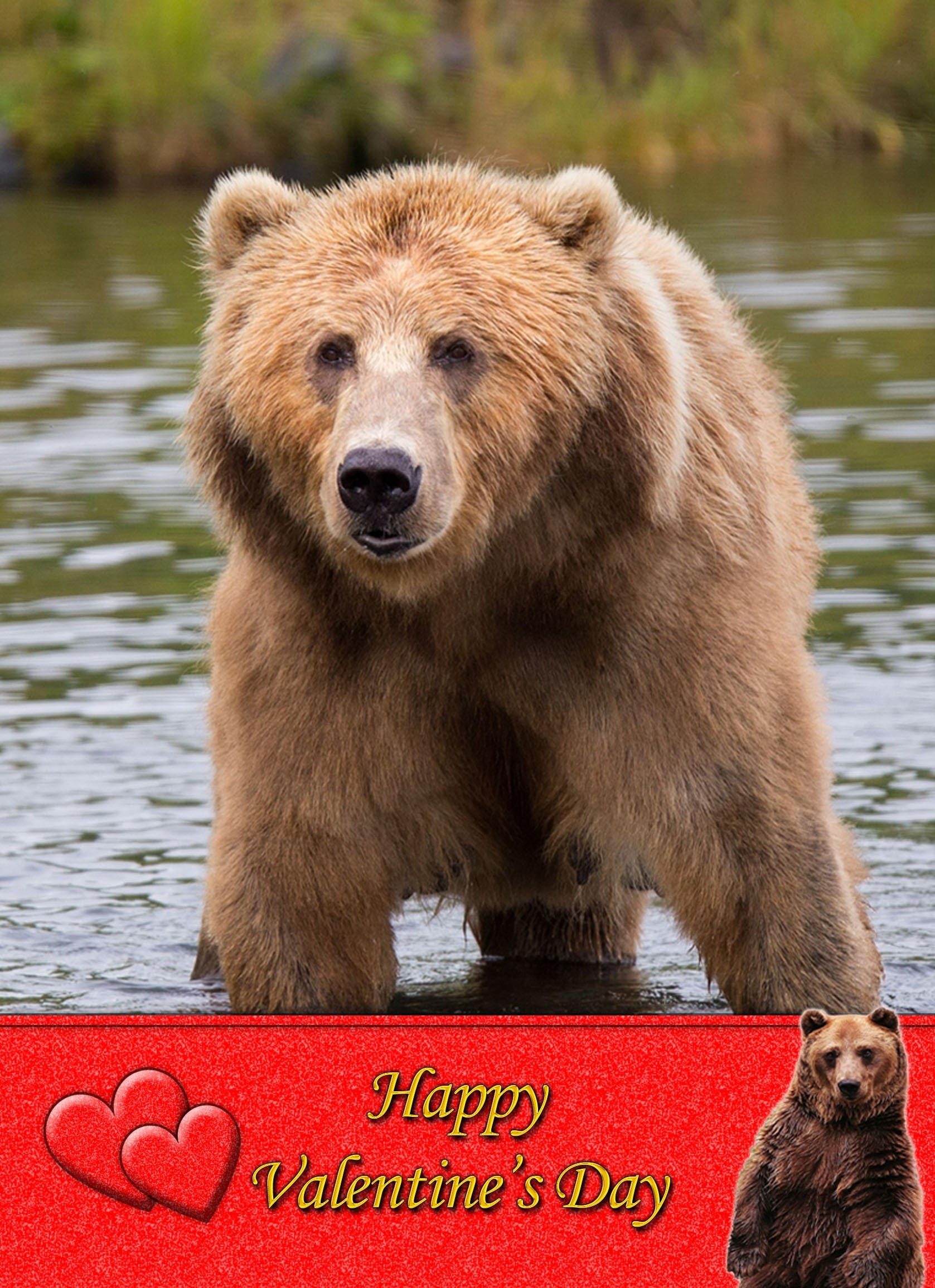 Grizzly Bear Valentine's Day Card