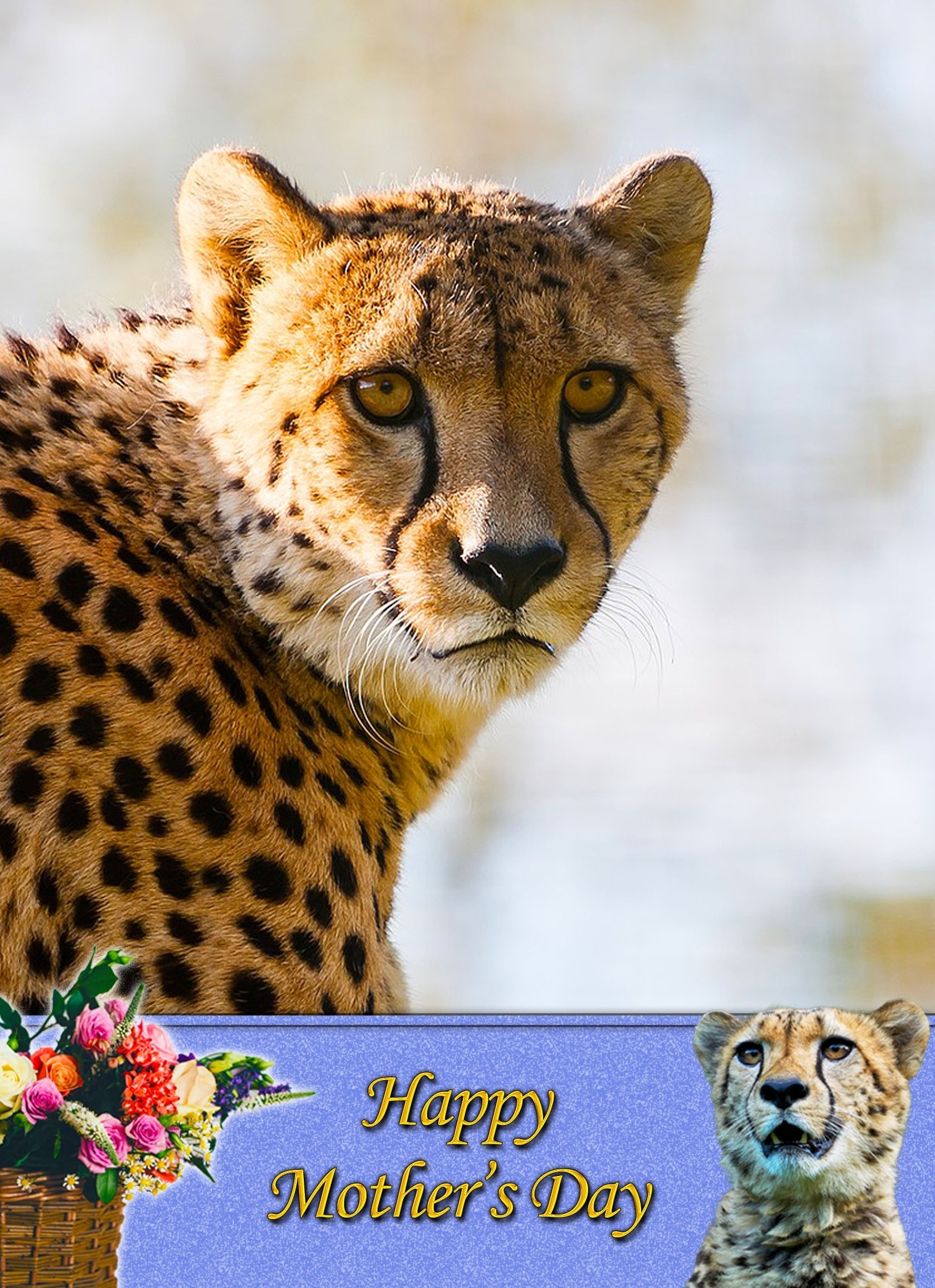 Cheetah Mother's Day Card