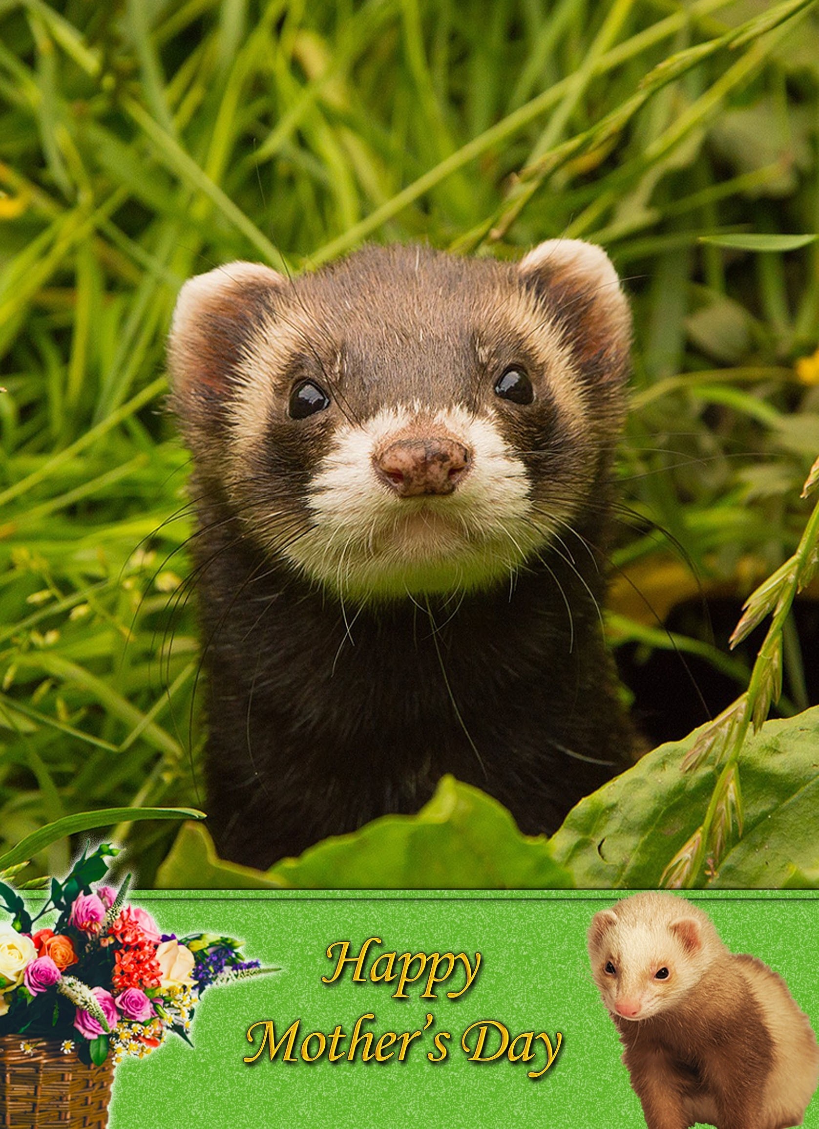 Ferret Mother's Day Card