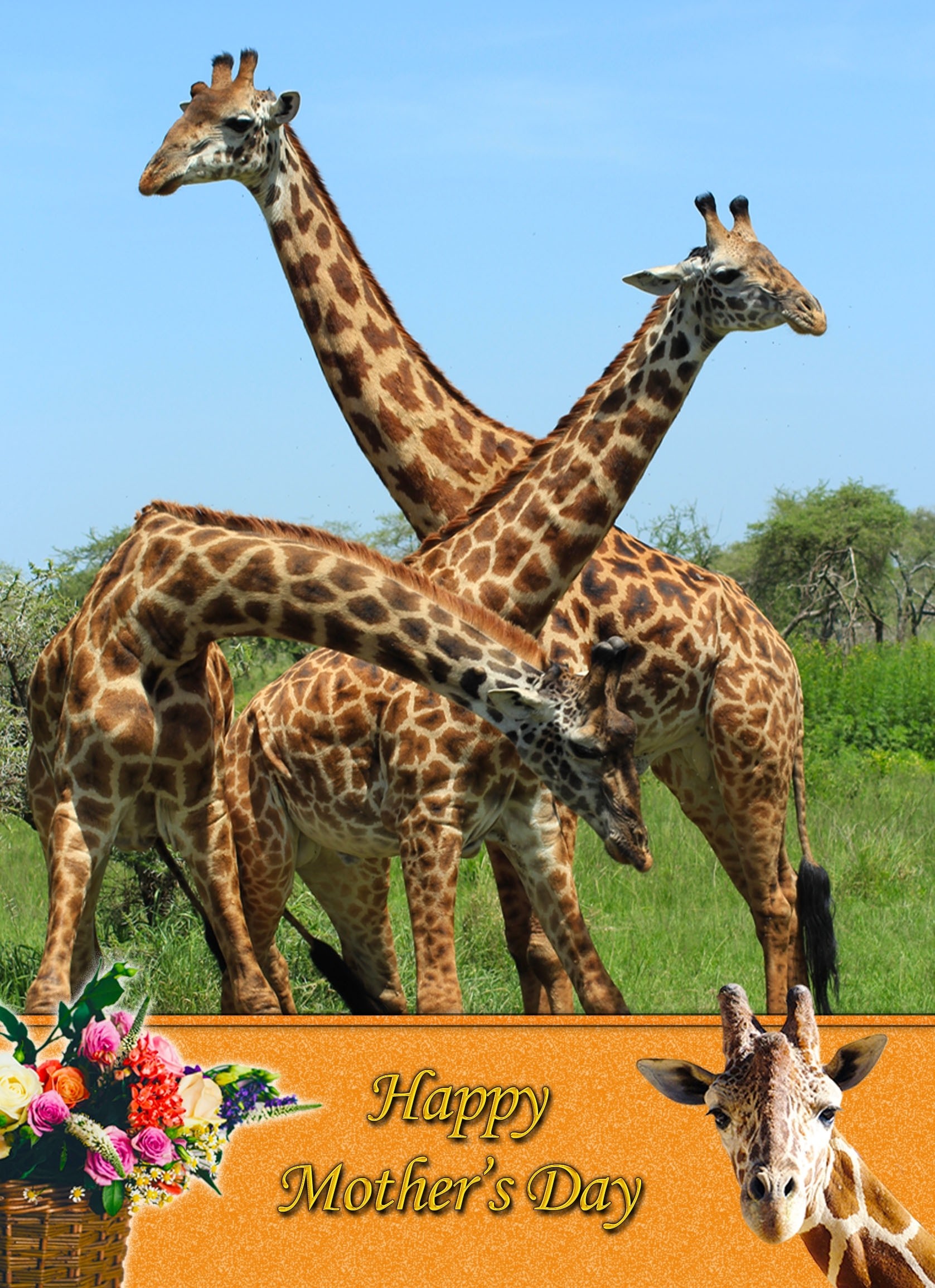 Giraffe Mother's Day Card
