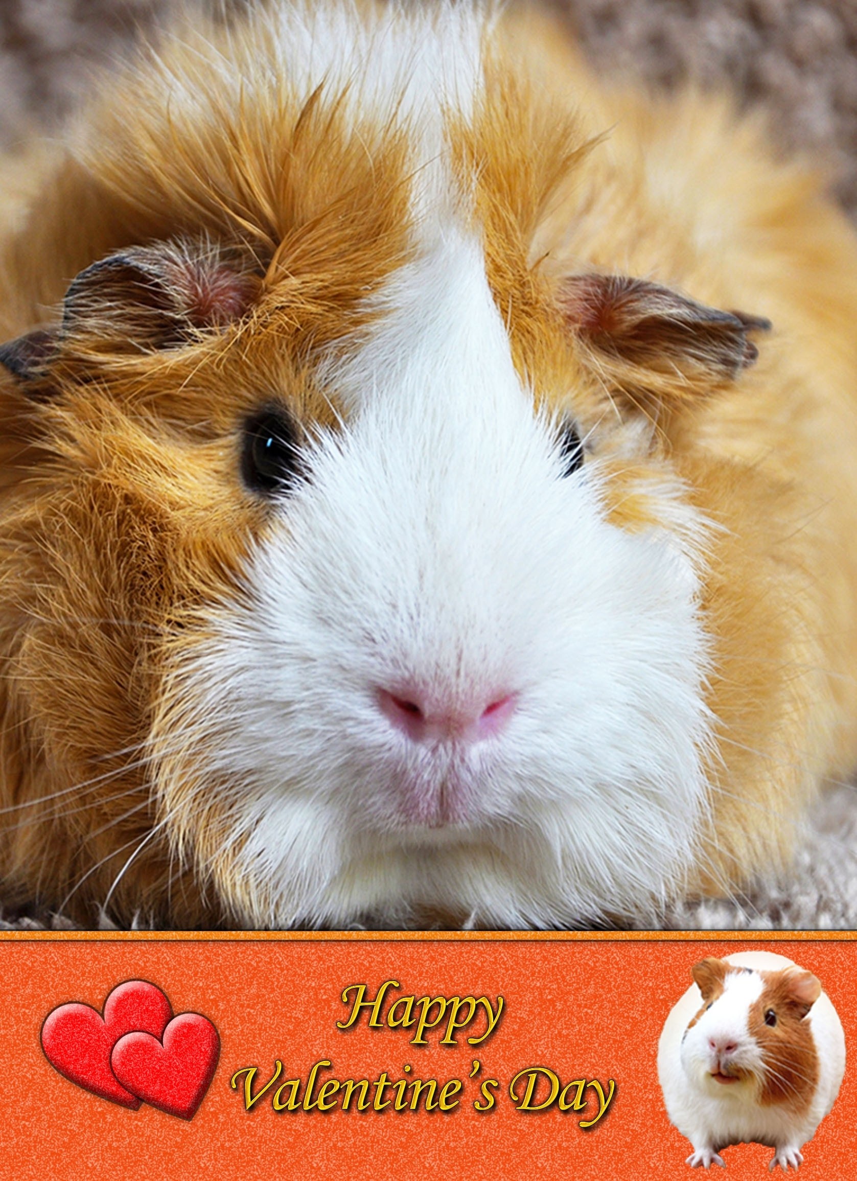 Guinea Pig Valentine's Day Card