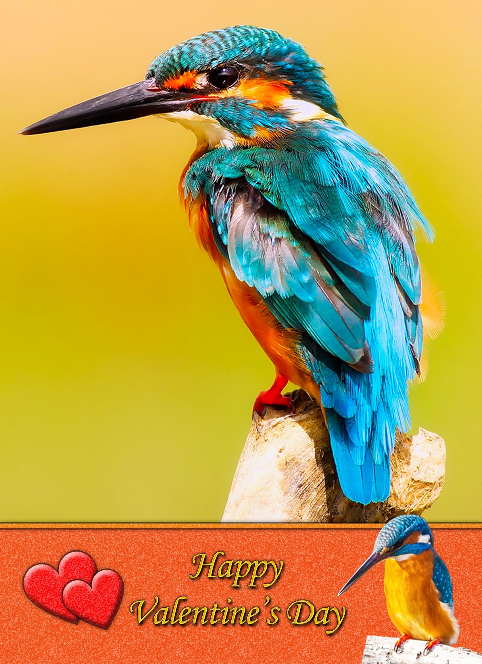 Kingfisher Valentine's Day Card