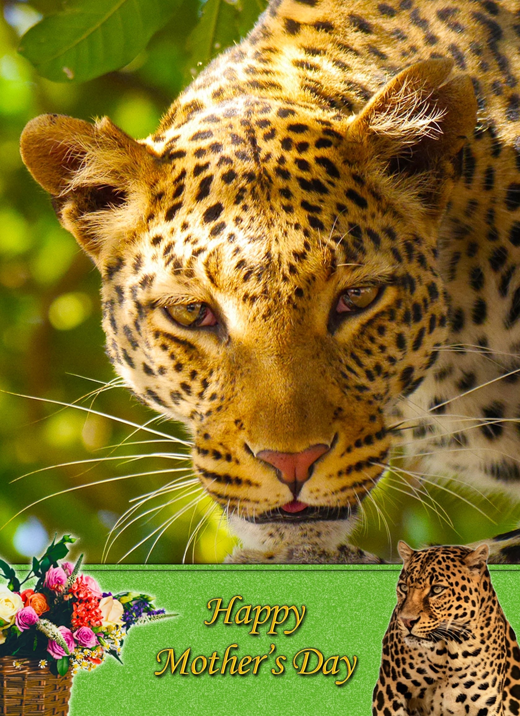 Leopard Mother's Day Card