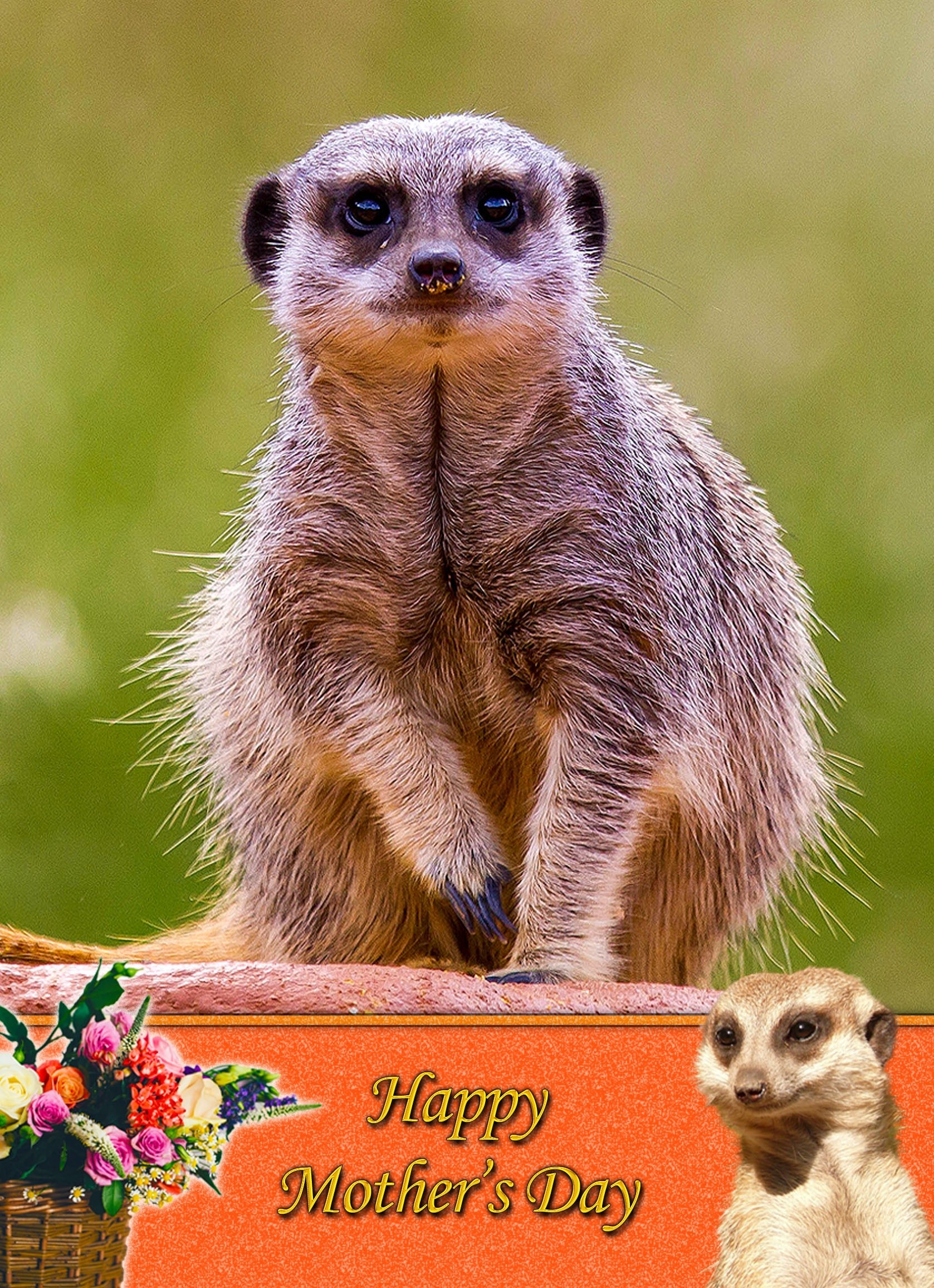 Meerkat Mother's Day Card