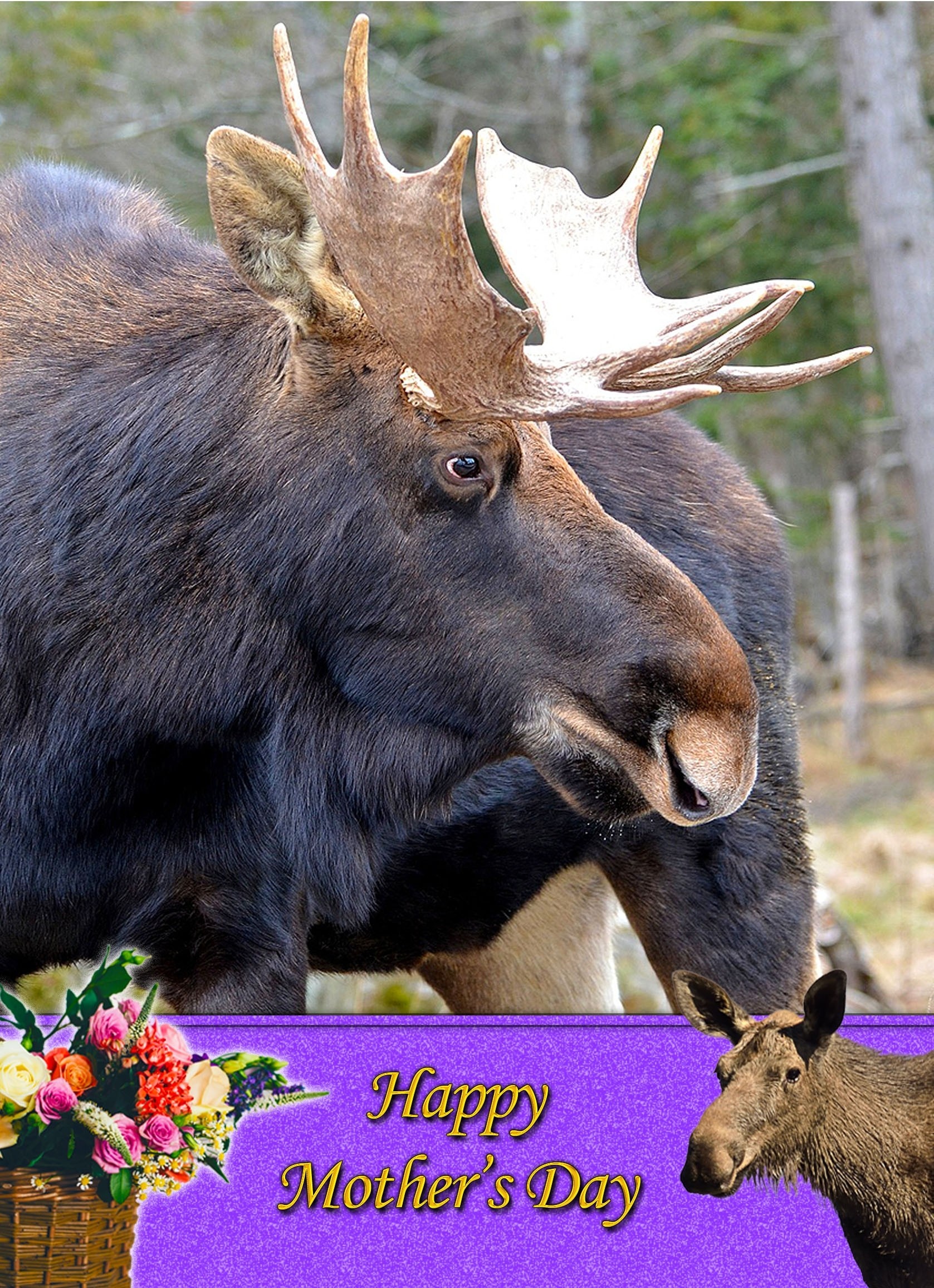 Moose Mother's Day Card