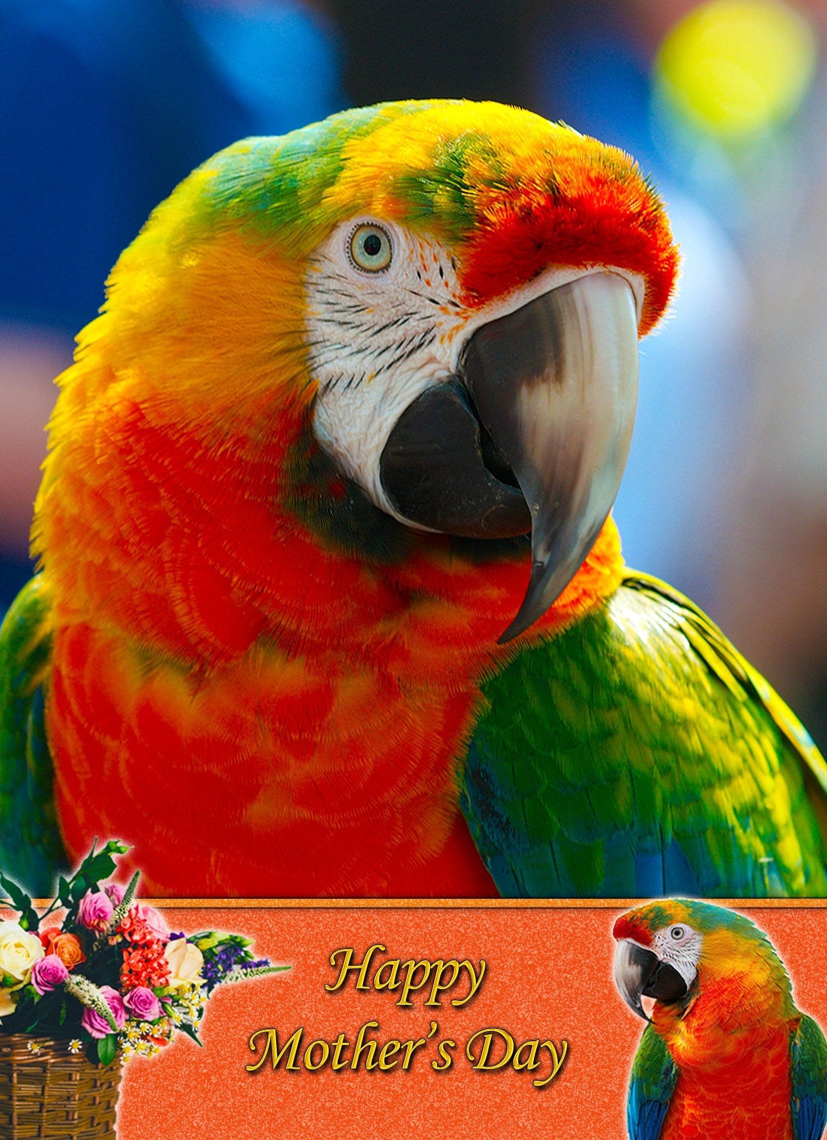 Parrot Mother's Day Card