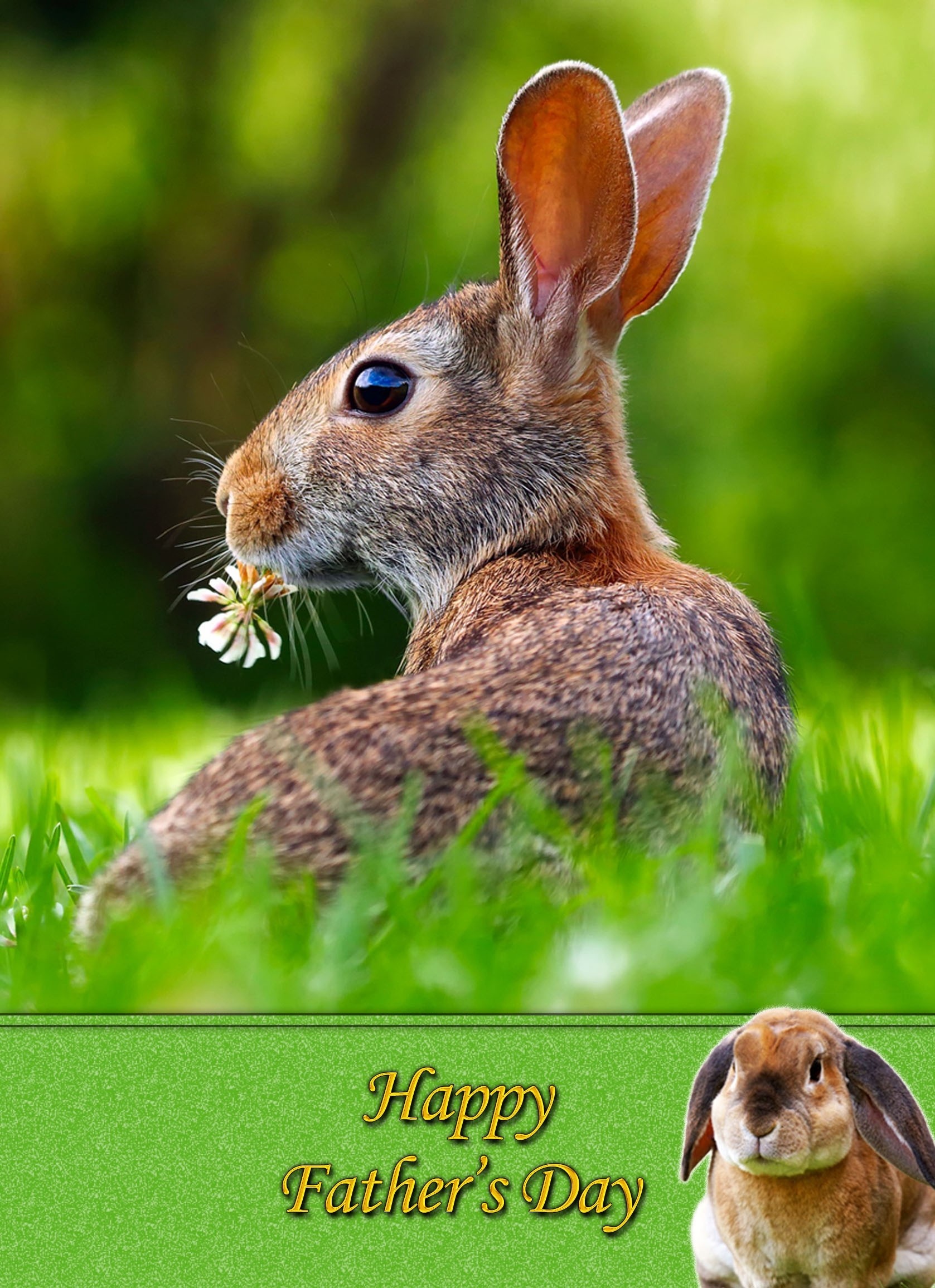 Rabbit Father's Day Card