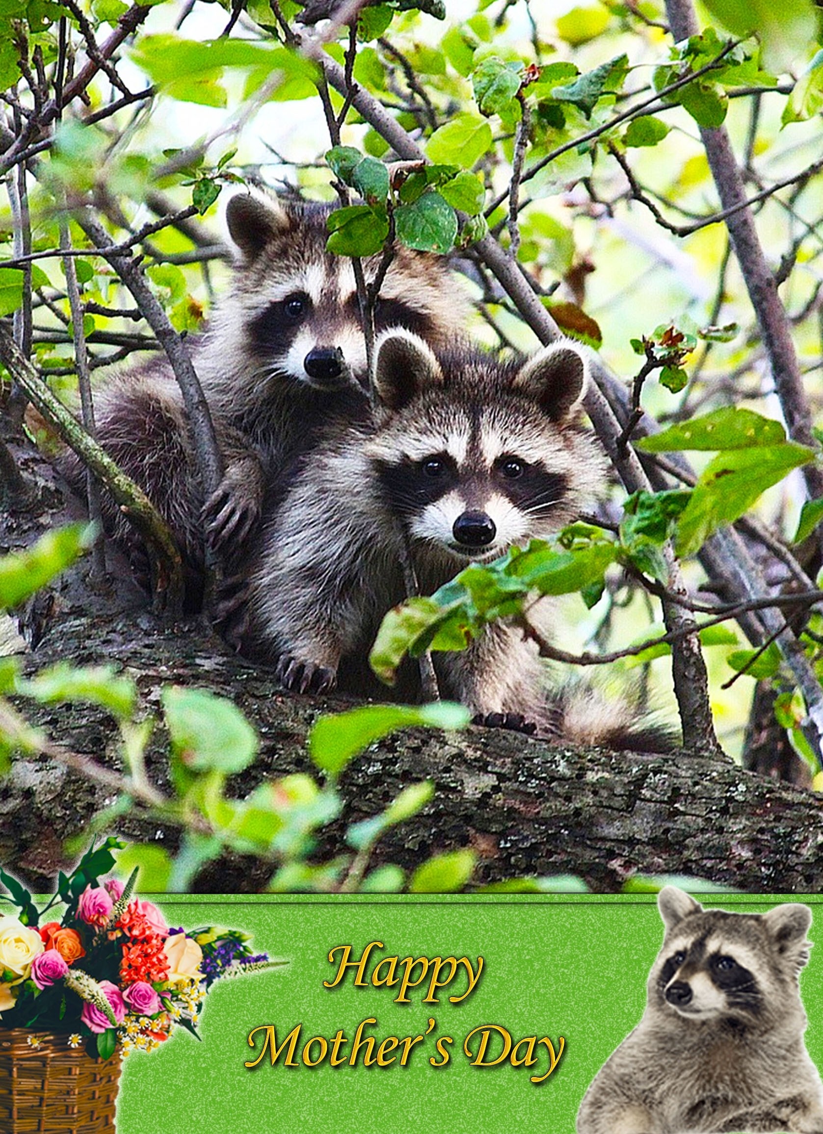 Raccoon Mother's Day Card