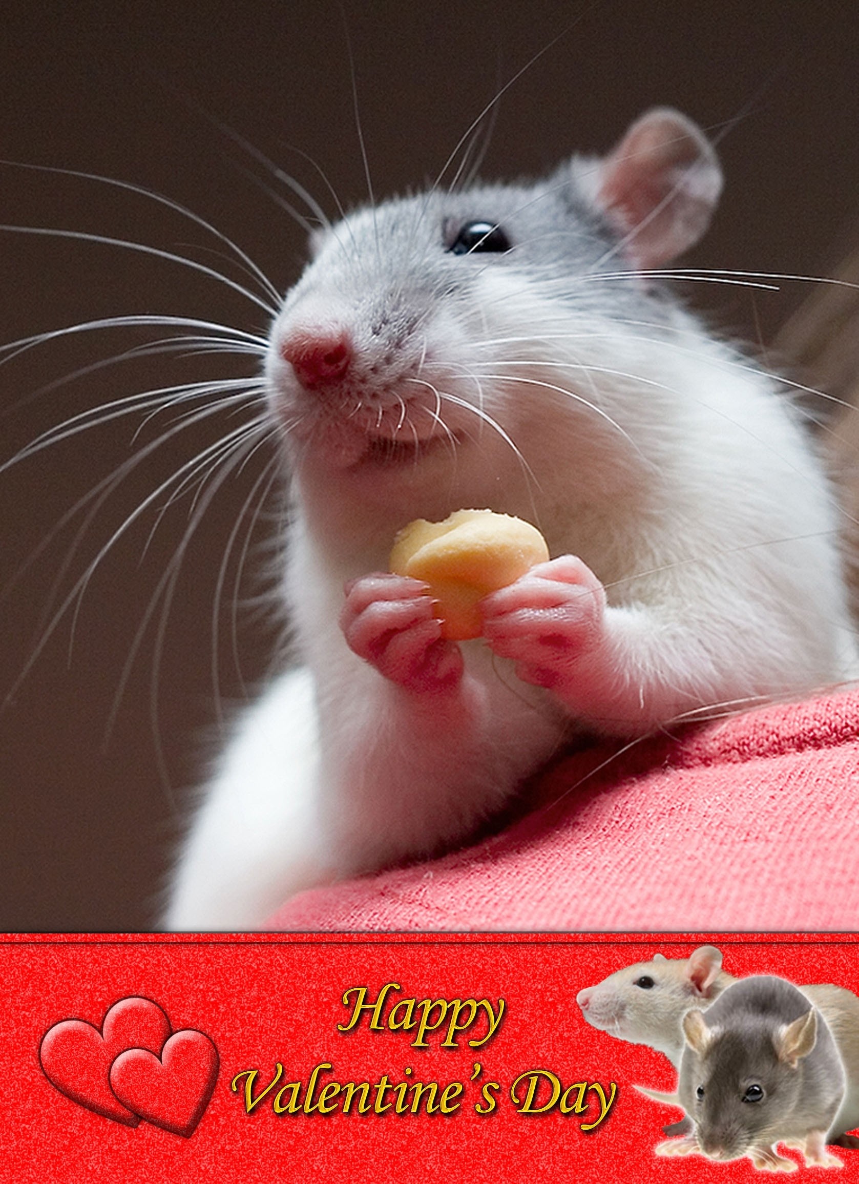 Rat Valentine's Day Card