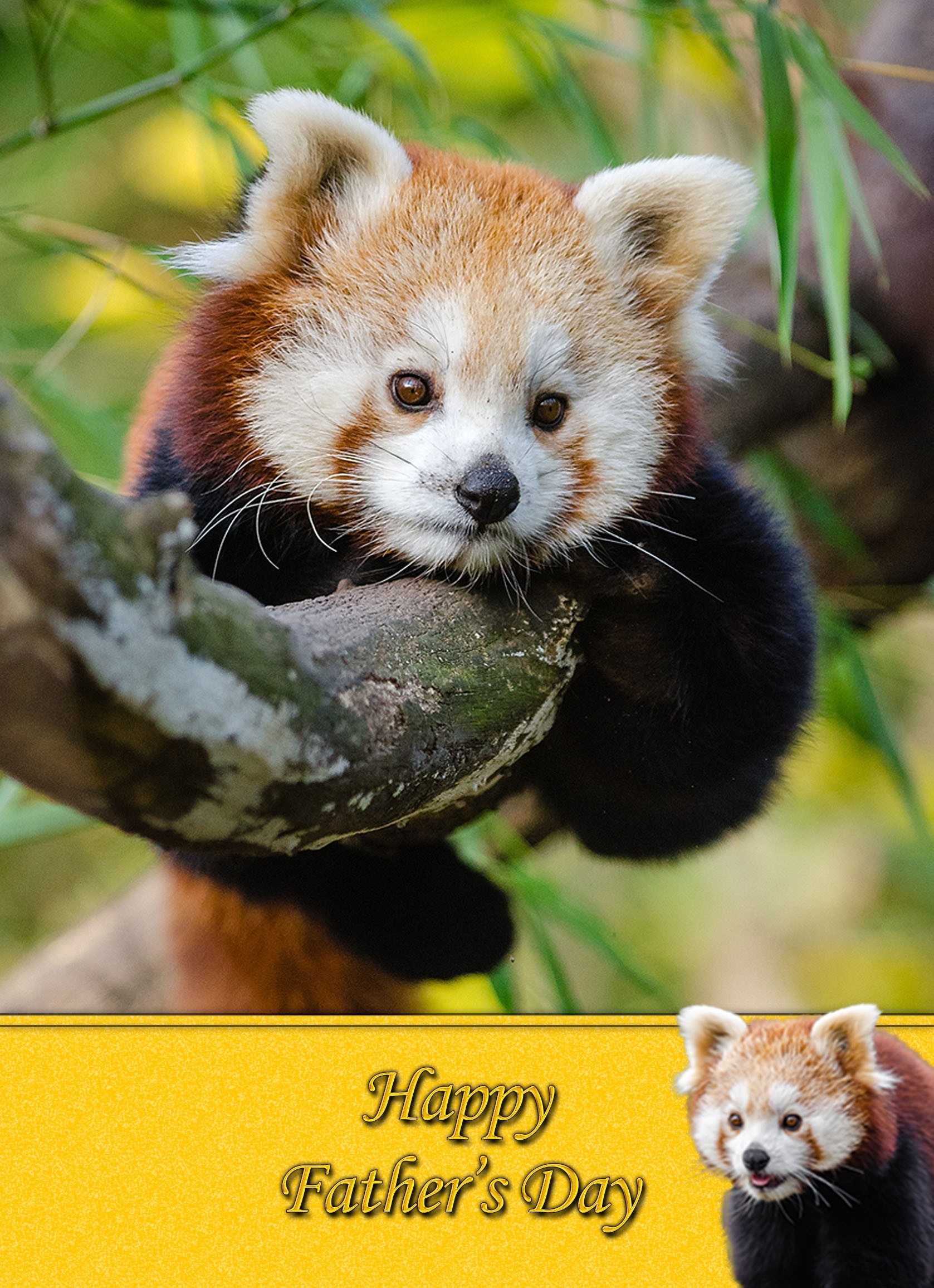 Red Panda Father's Day Card