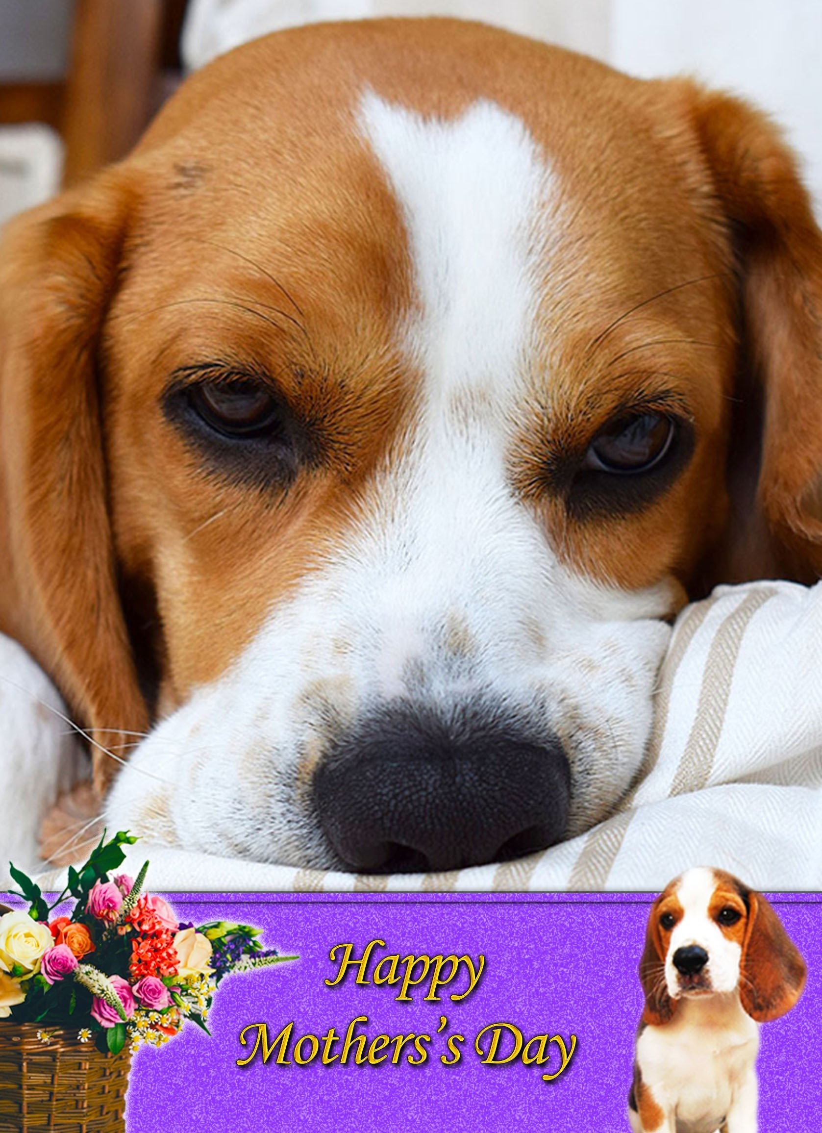 Beagle Mother's Day Card