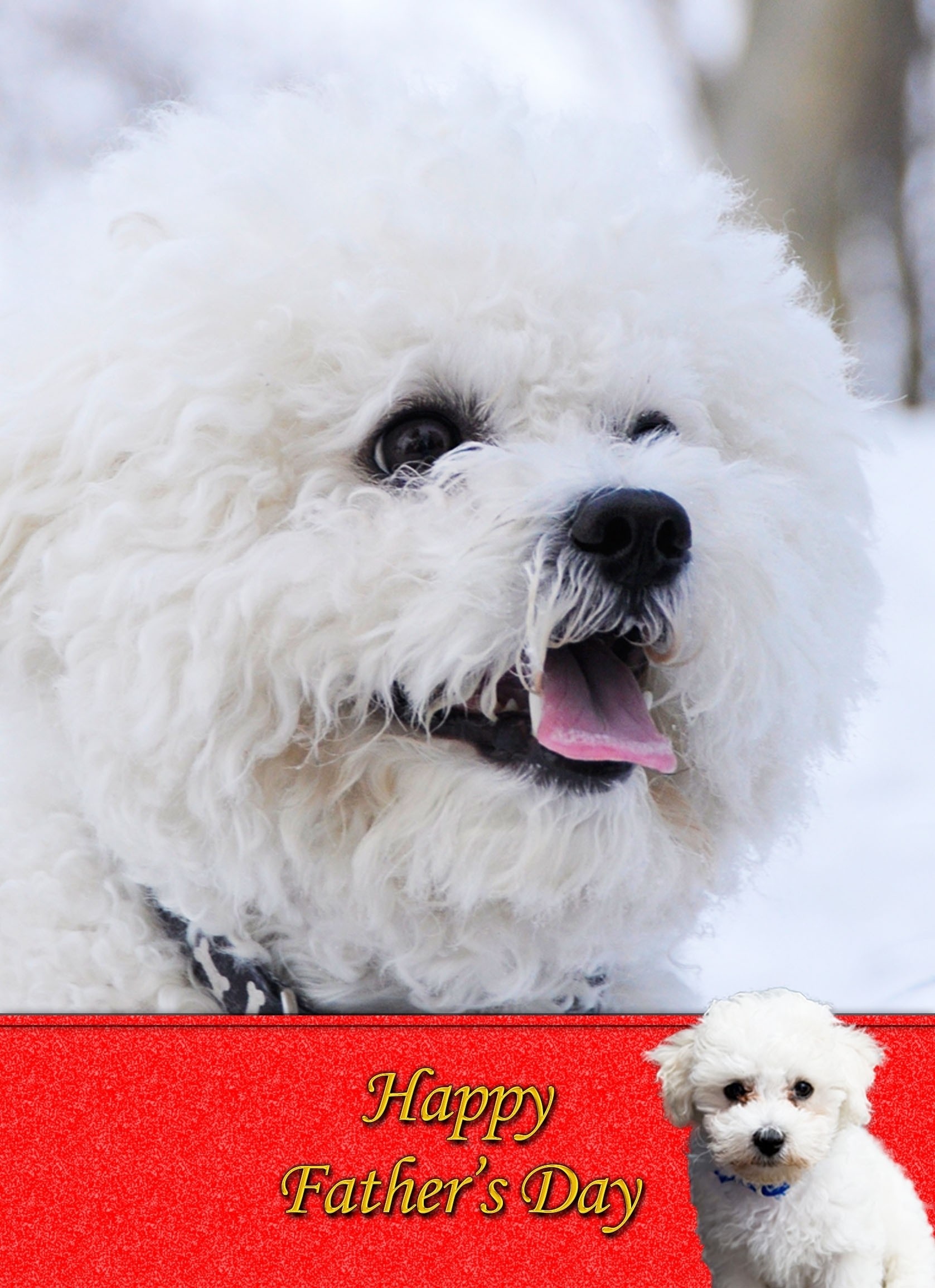 Bichon Frise Father's day card