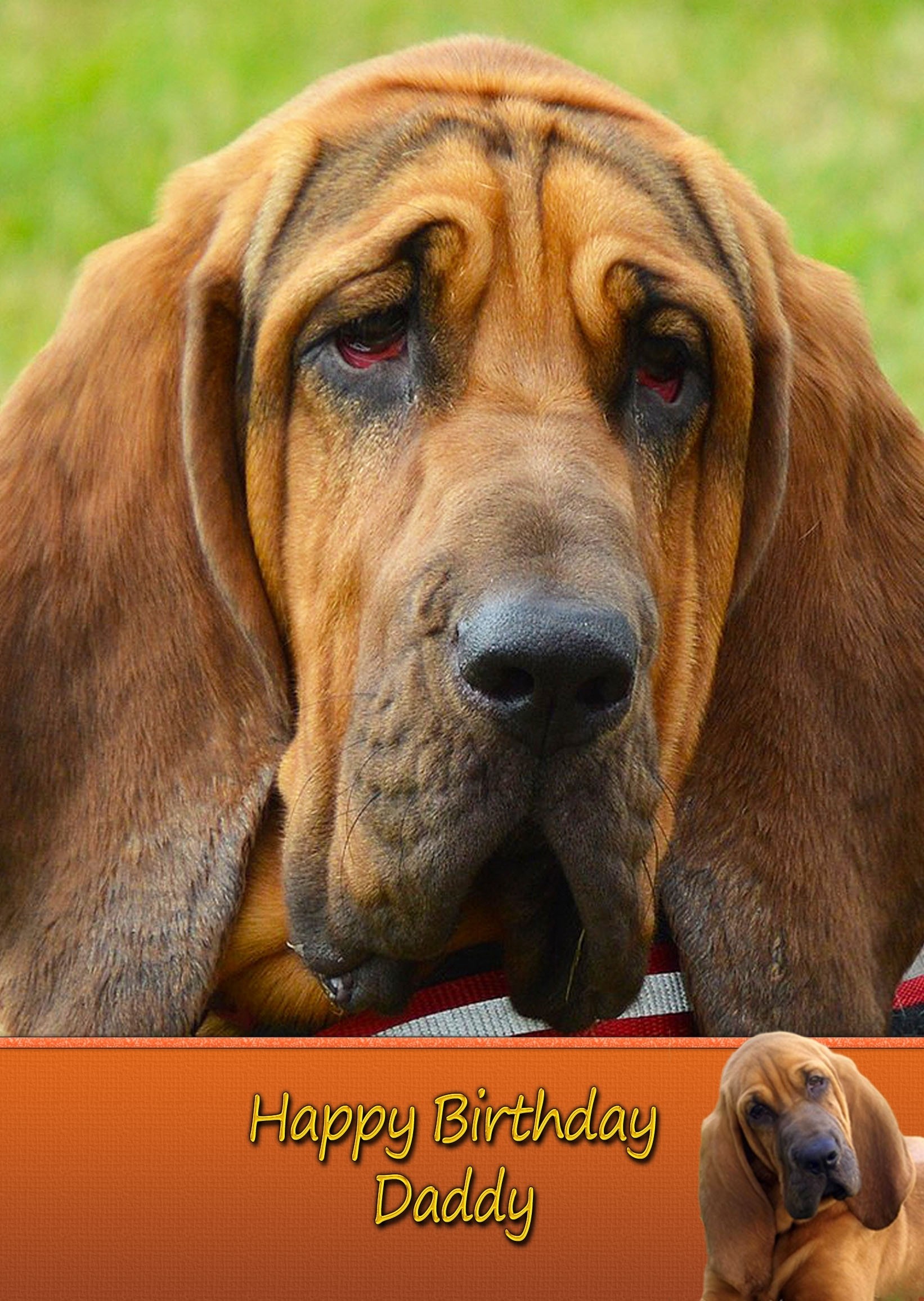 Personalised Bloodhound Card