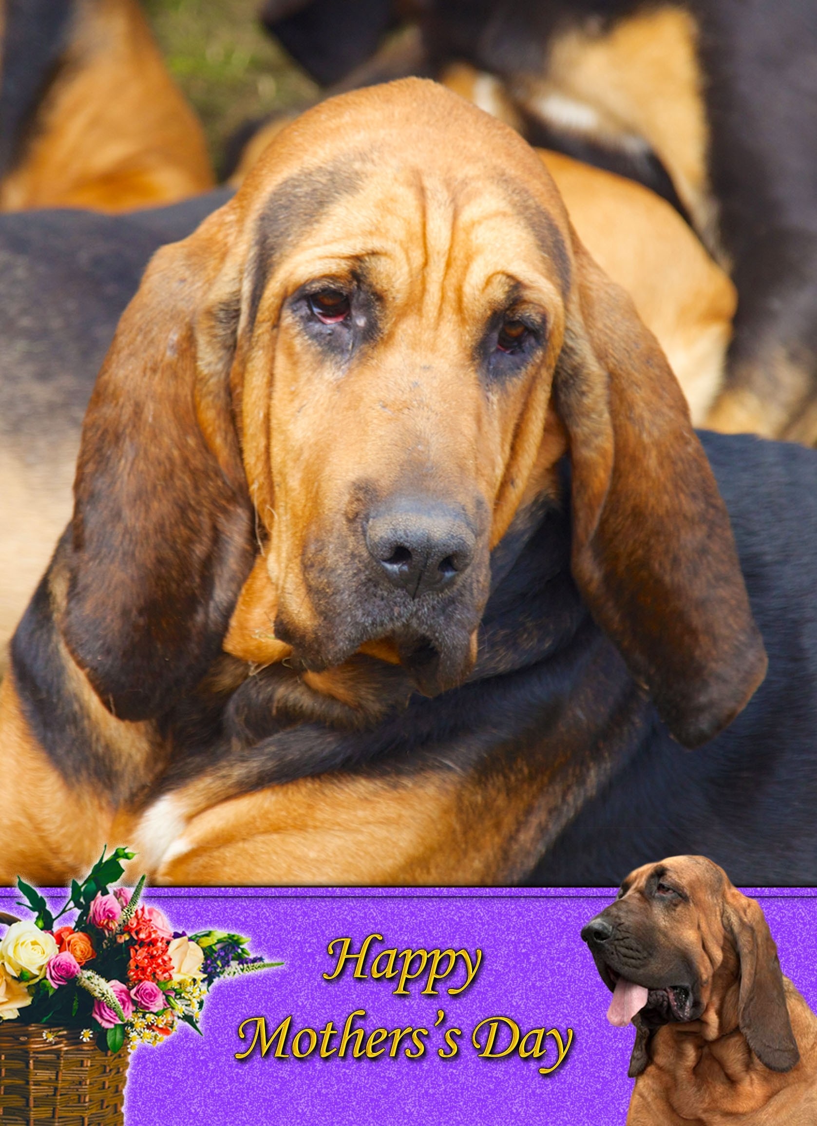 Bloodhound Mother's Day Card
