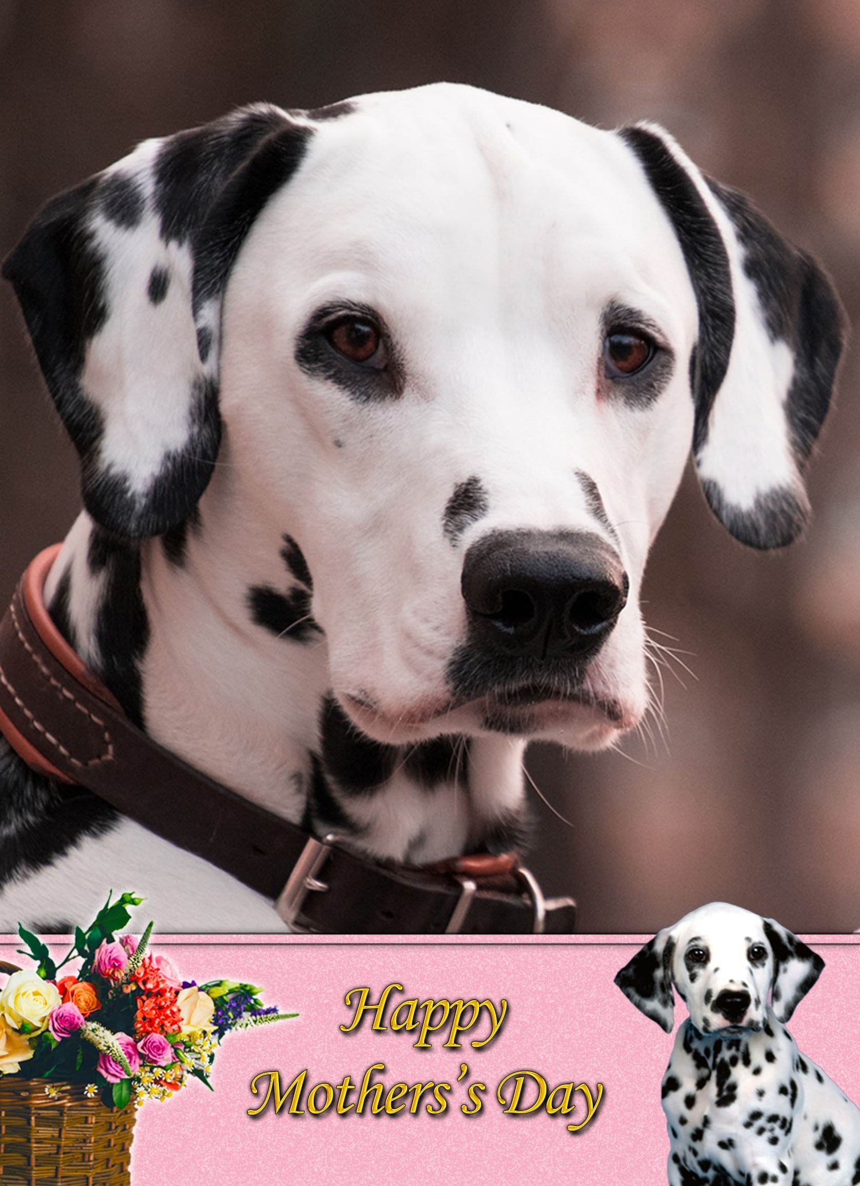 Dalmatian Mother's Day Card