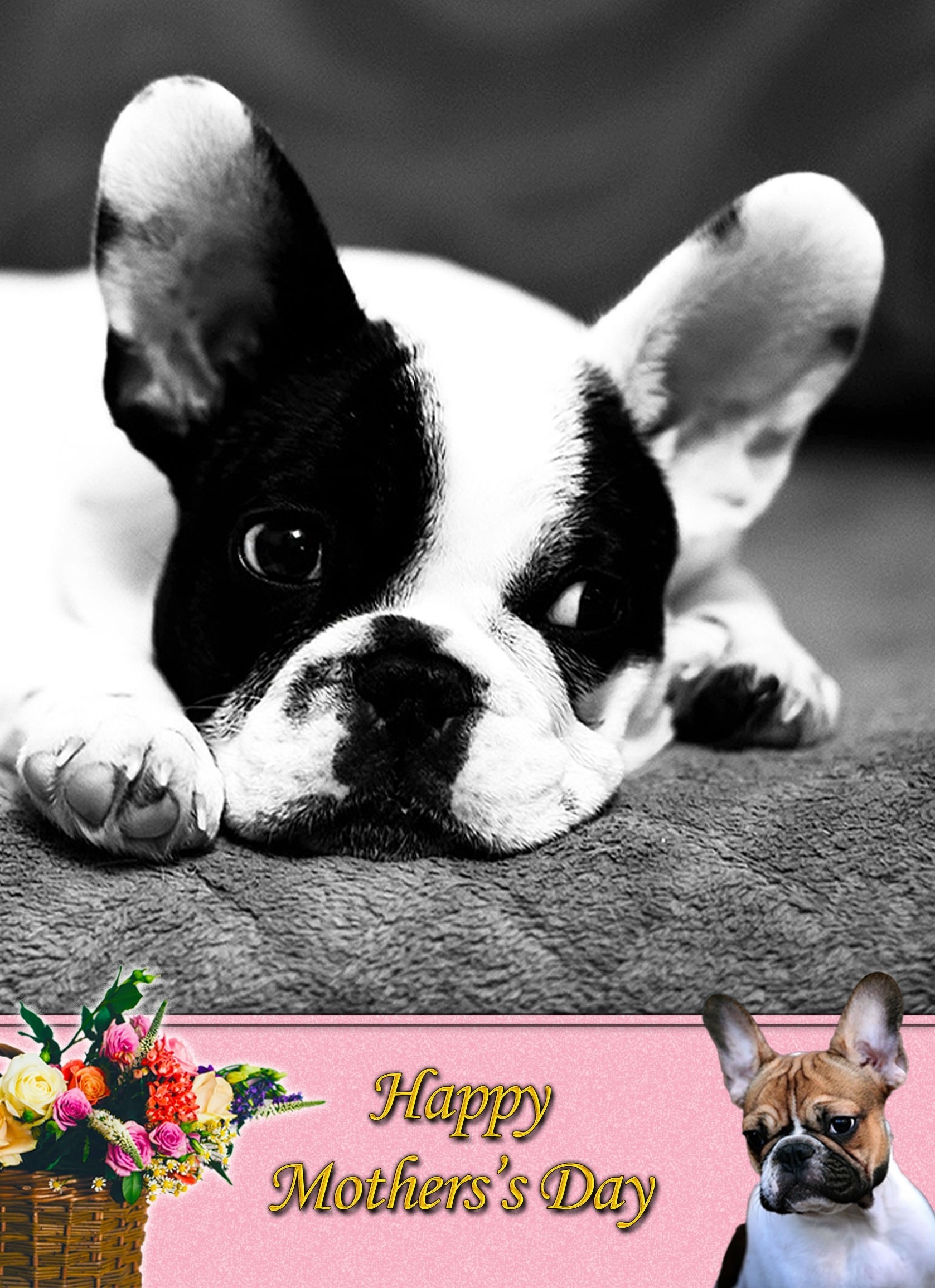French Bulldog Mother's Day Card 