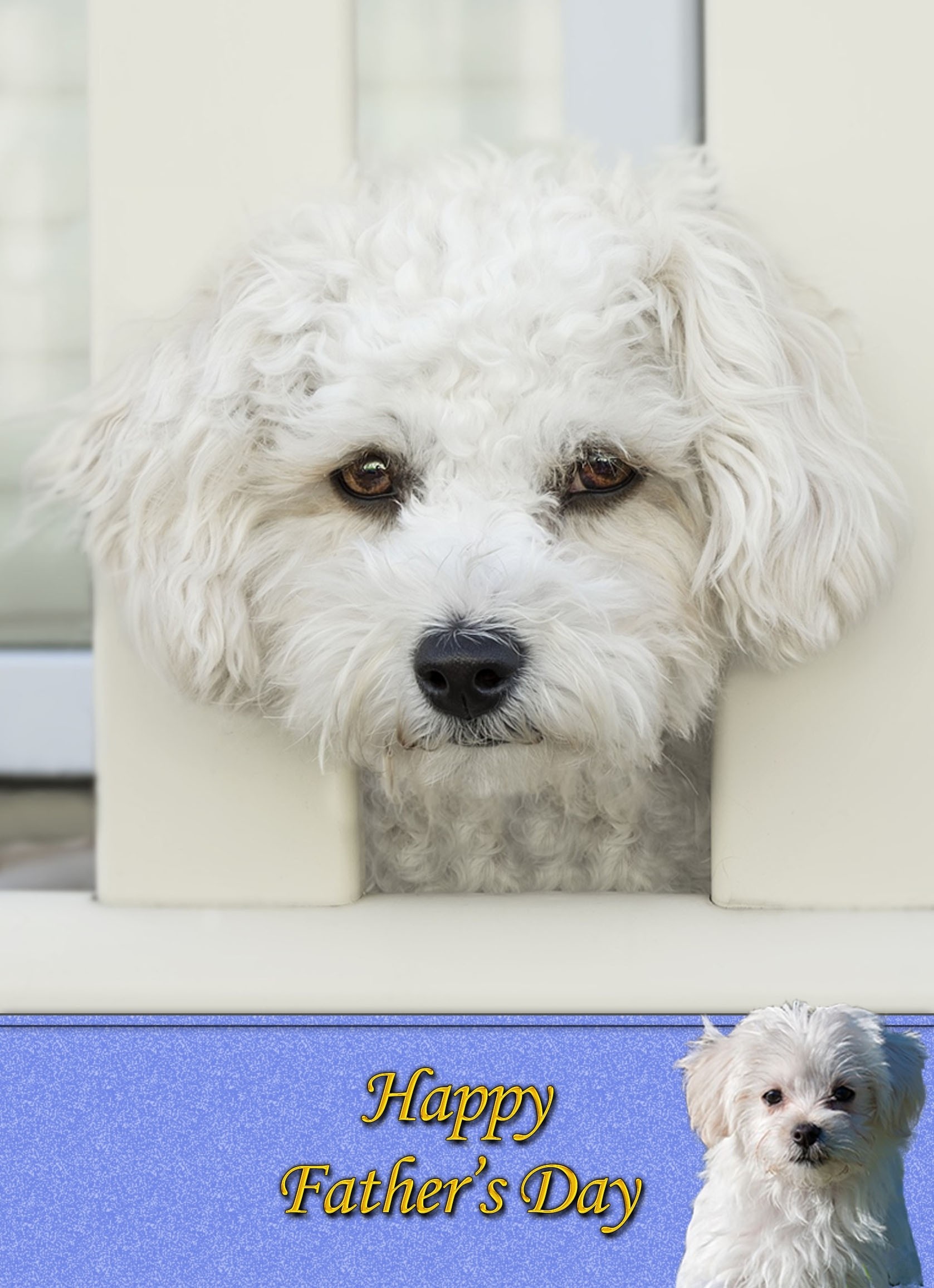 Havanese Father's Day Card