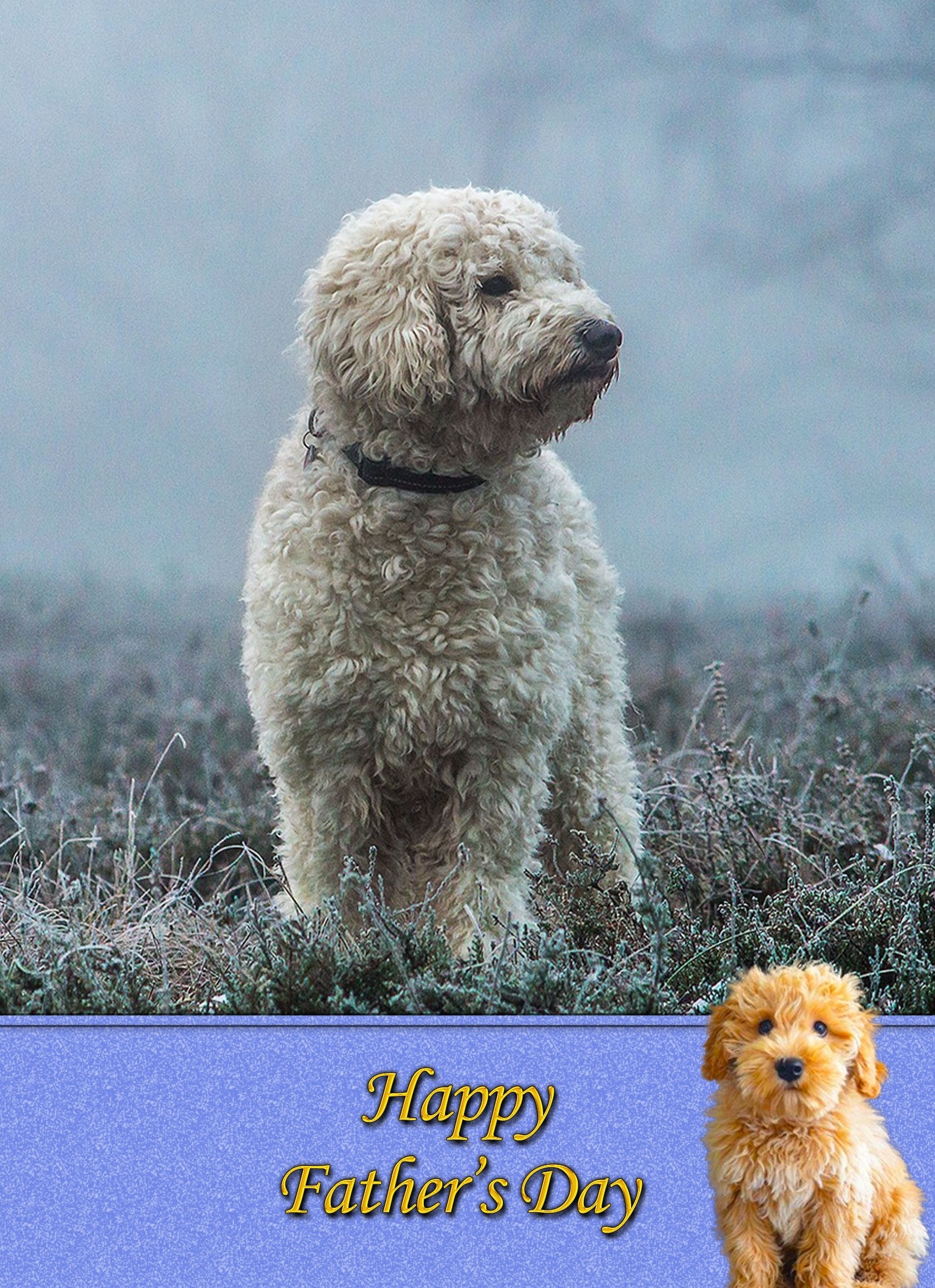Labradoodle Father's Day Card