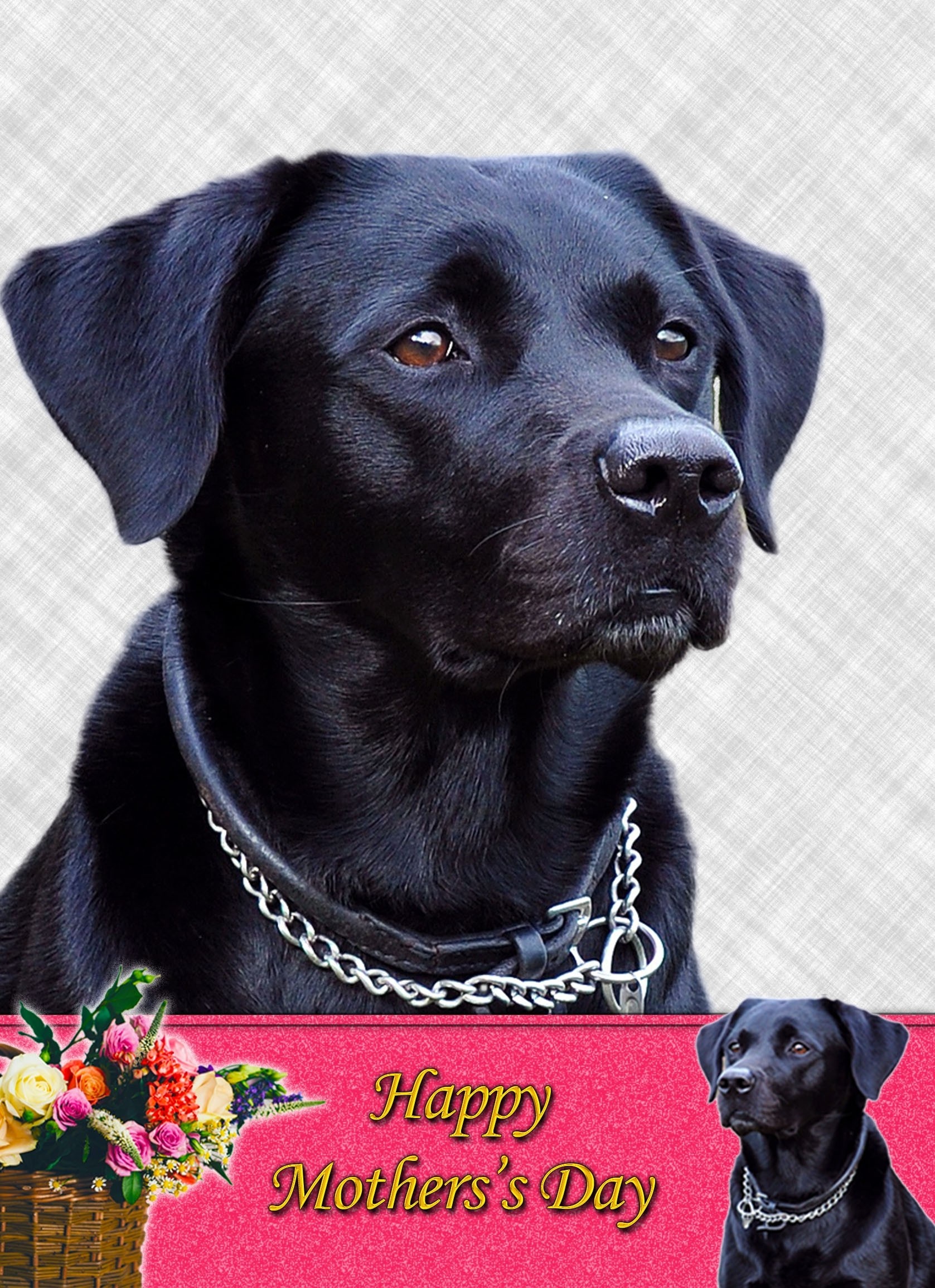 Black Labrador Mother's Day Card