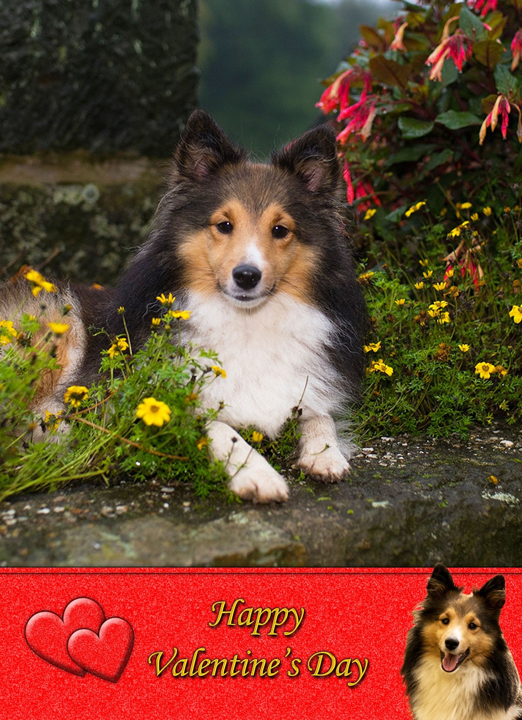 Shetland Sheepdog Valentine's Day Card