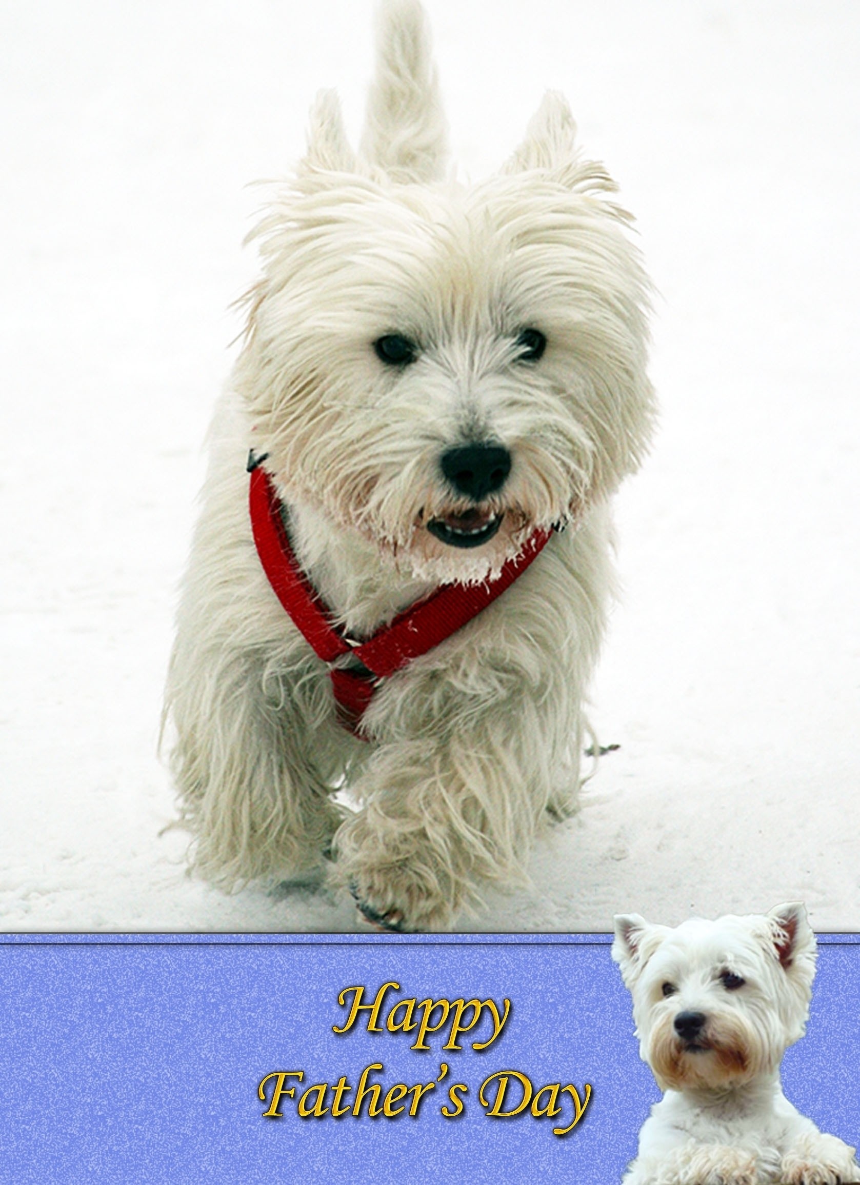 West Highland Terrier Father's Day Card
