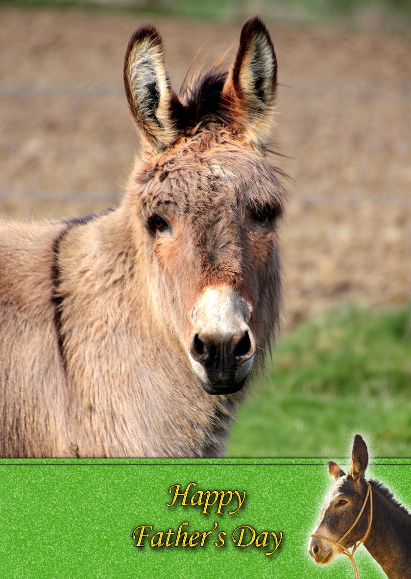 Donkey Father's Day Card
