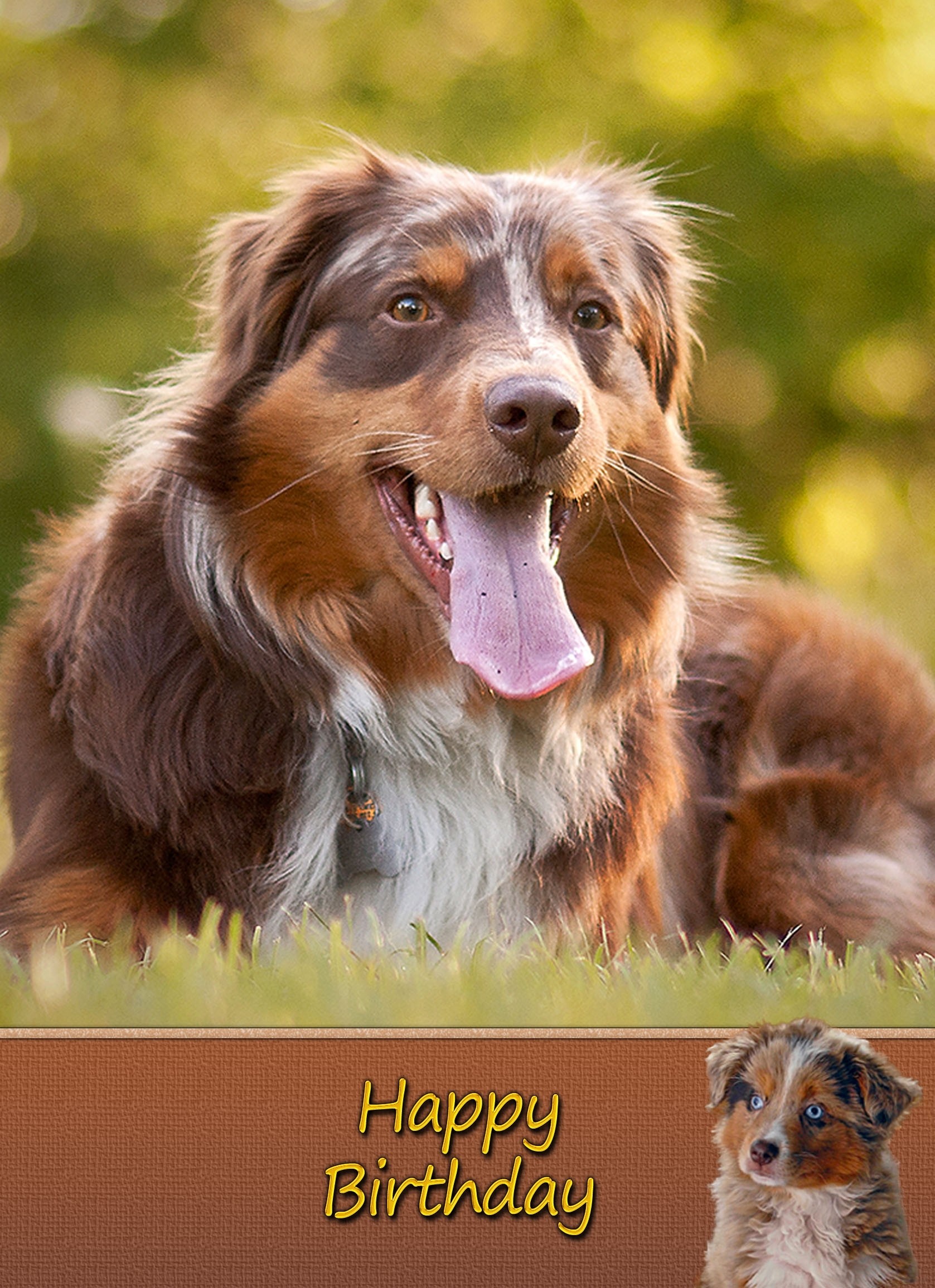 Australian Shepherd Dog Birthday Card