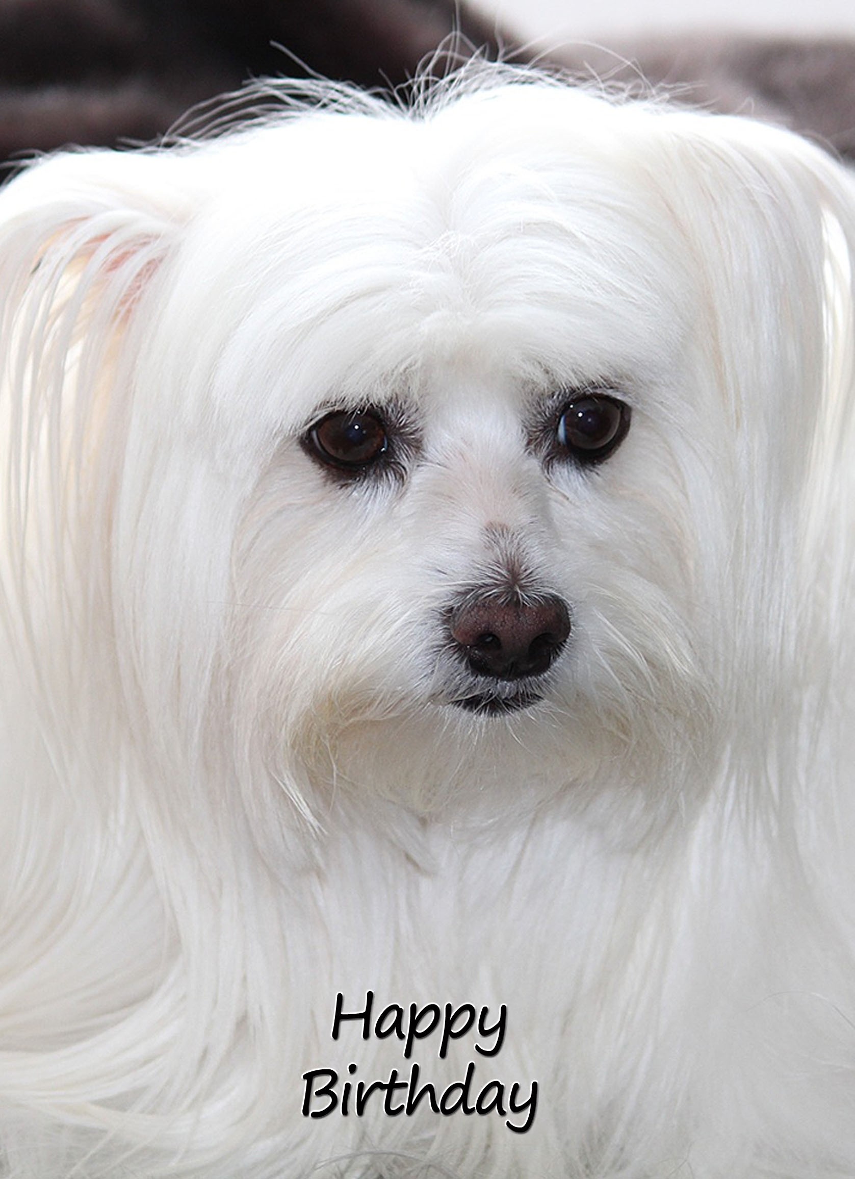 Maltese Dog Birthday Card