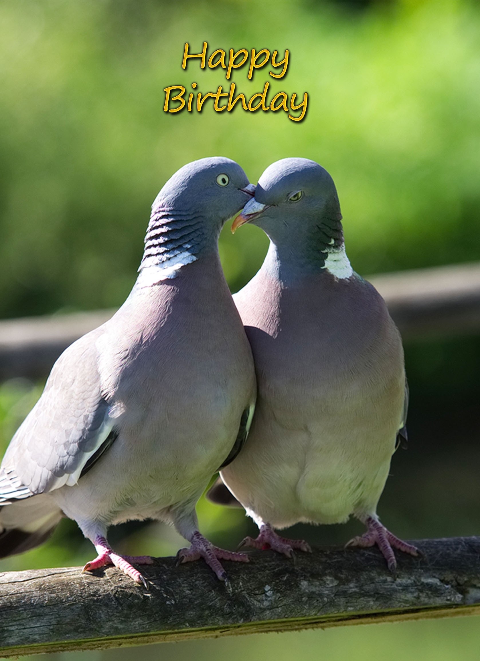 Racing Homing Pigeon Birthday Card